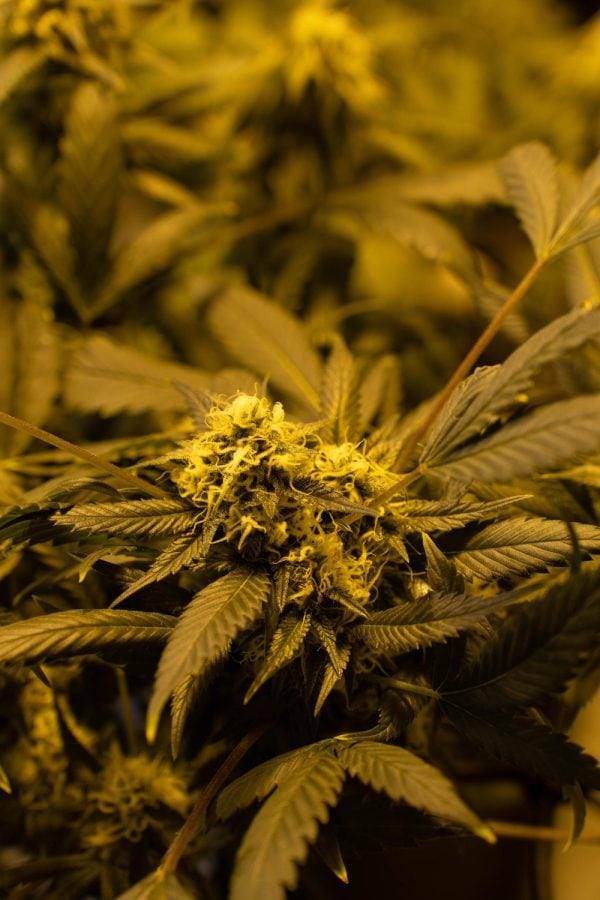 Close-up of THCa hemp flower