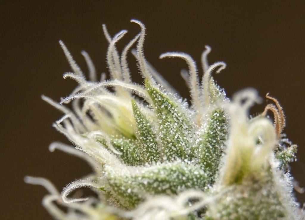 Cannabis Plant Close Up of THCa Crystals