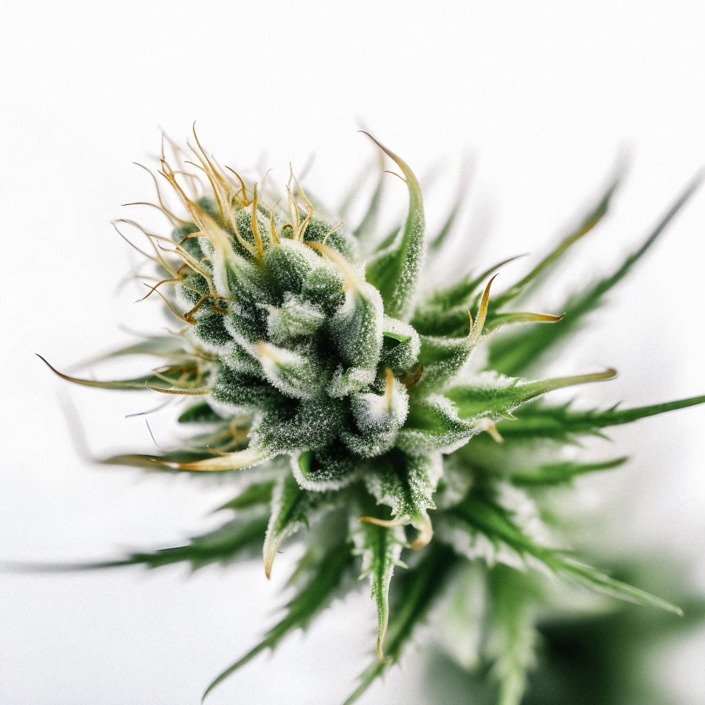High THCa Hemp Flower