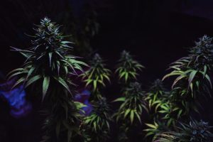 What is a high thca percentage