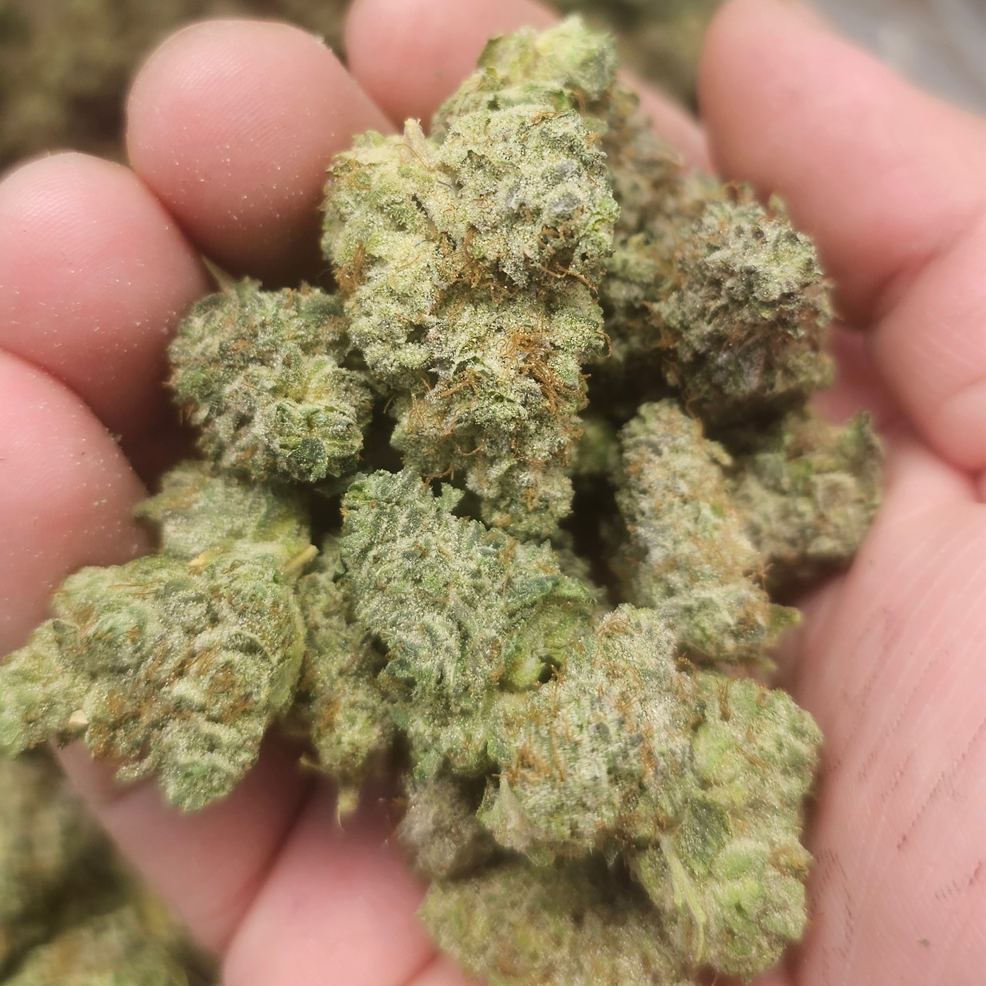 Jealousy THCA Flower Bulk Pounds