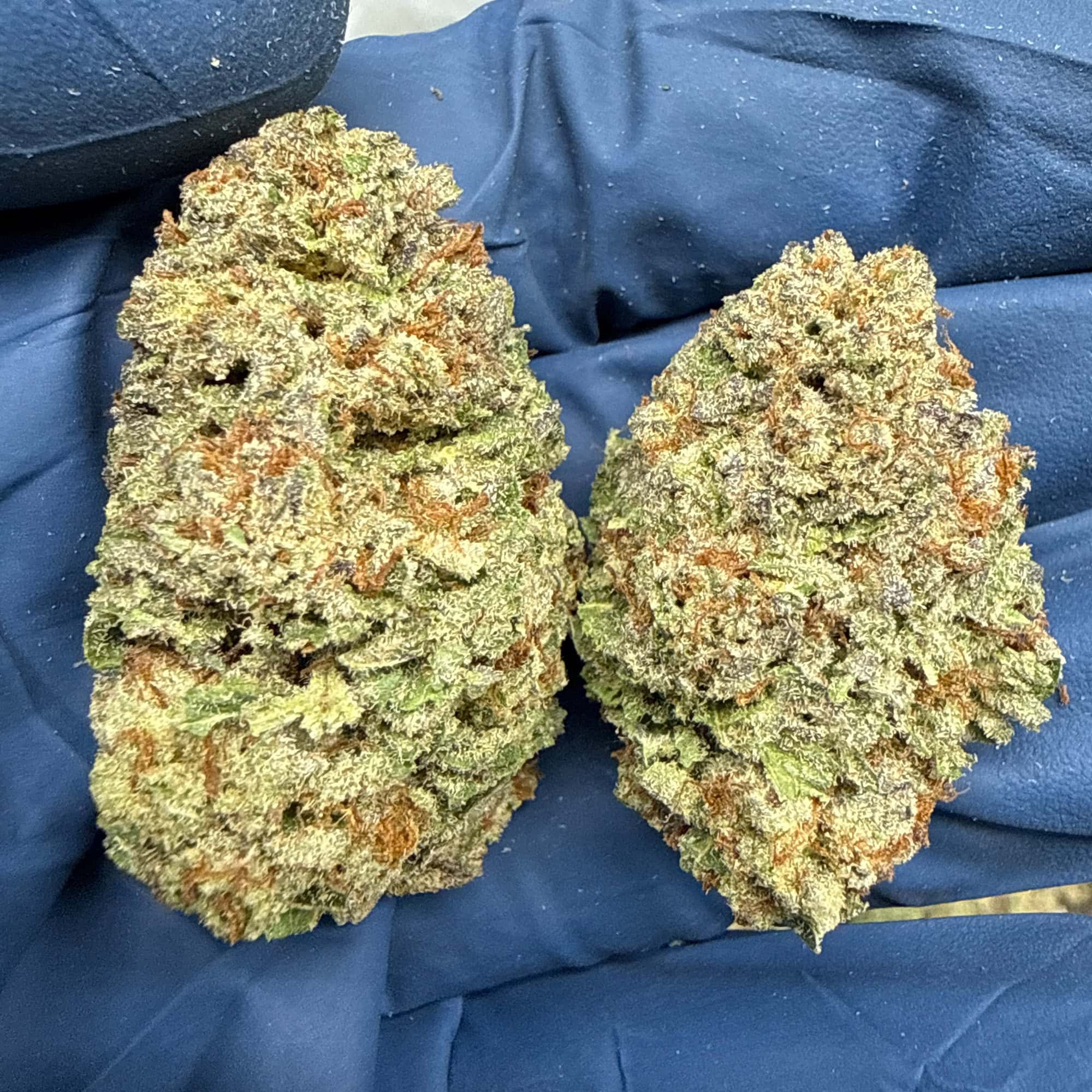 Jealousy THCA Flower for Sale