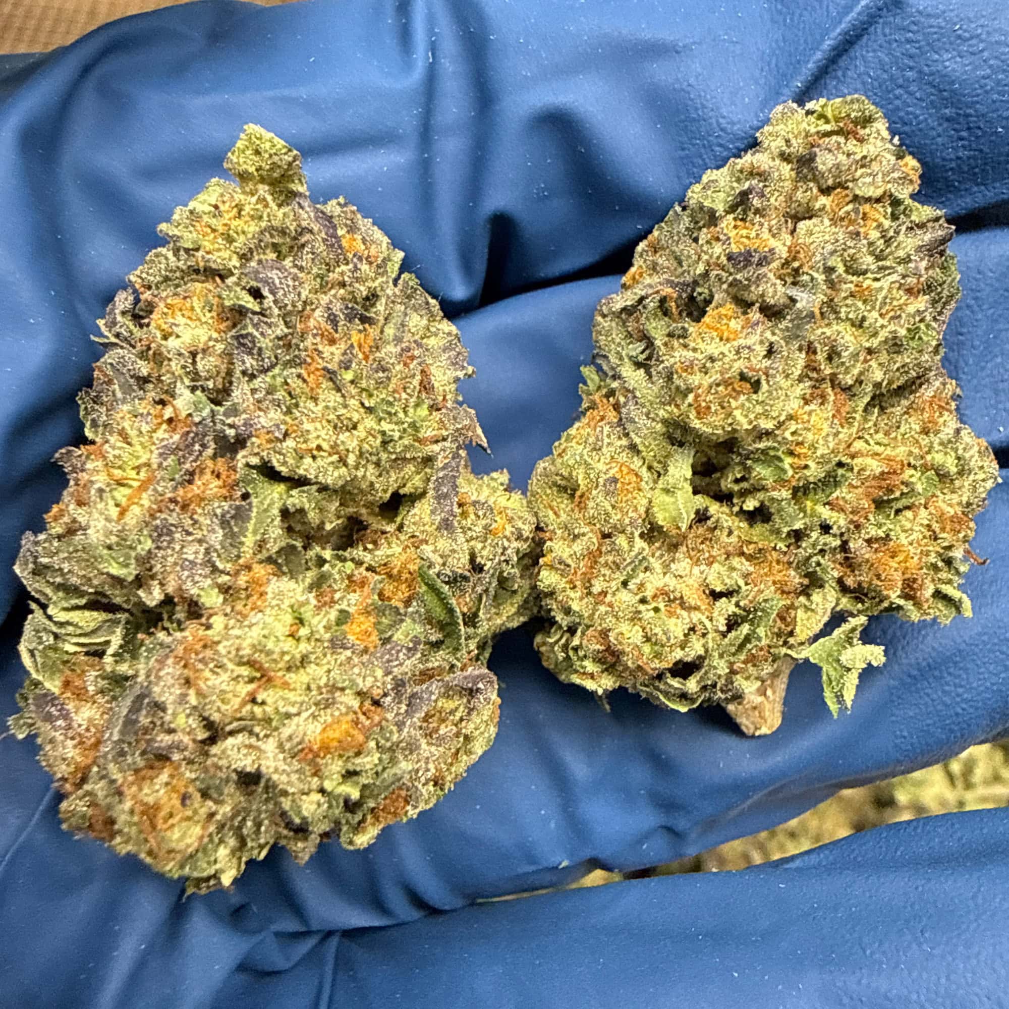 Lemon Cherry Gelato THCA Flower for Sale