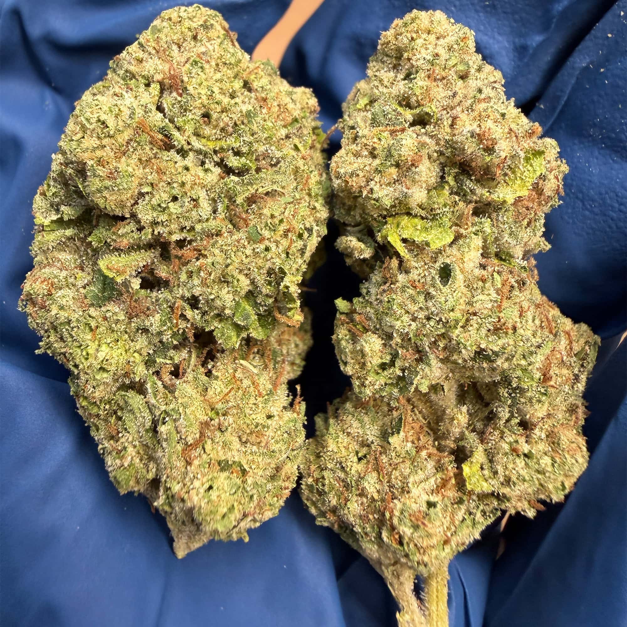 Lemon Cherry Gelato THCA Flower for Sale