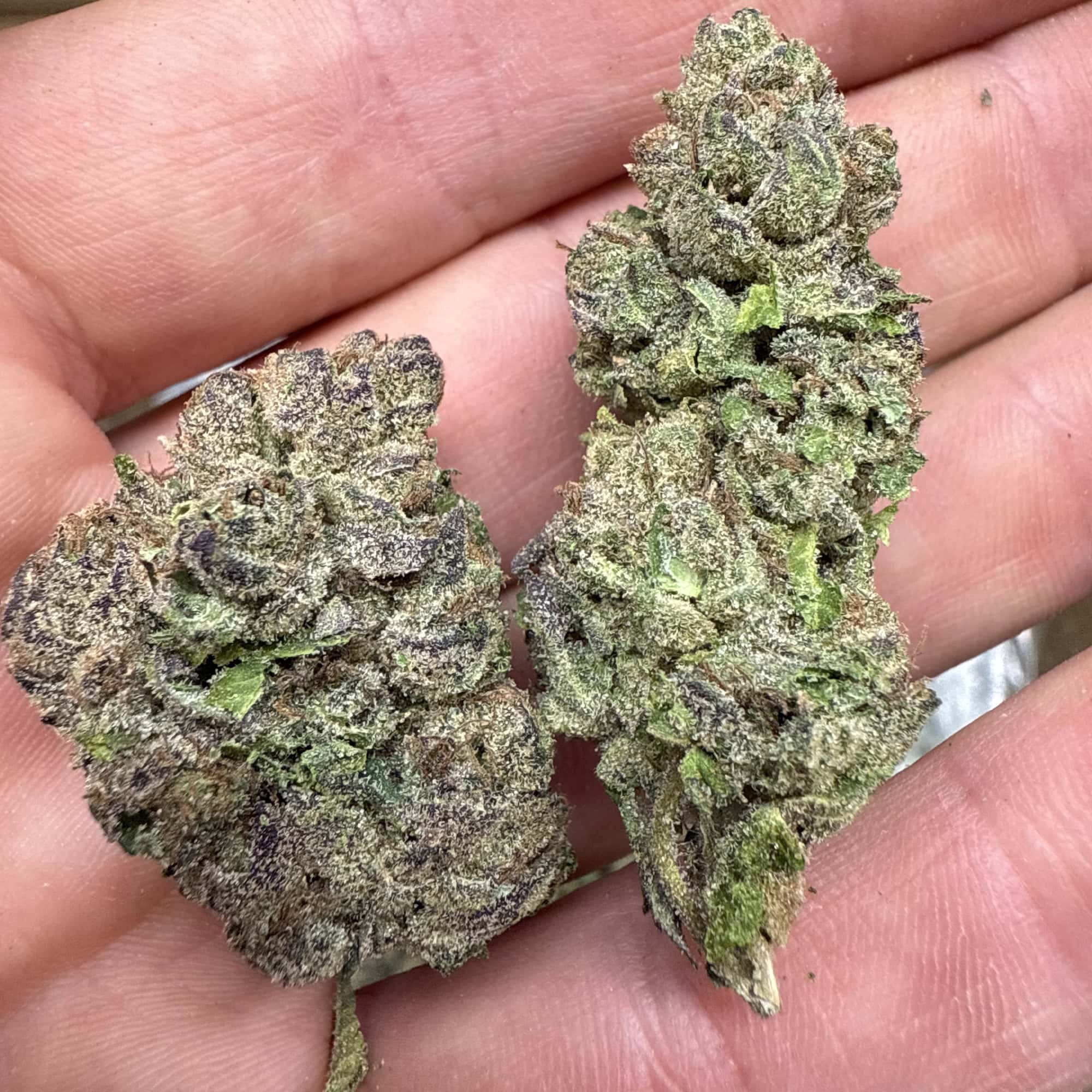 Lemon Cherry Gelato THCA Flower Pounds Wholsale