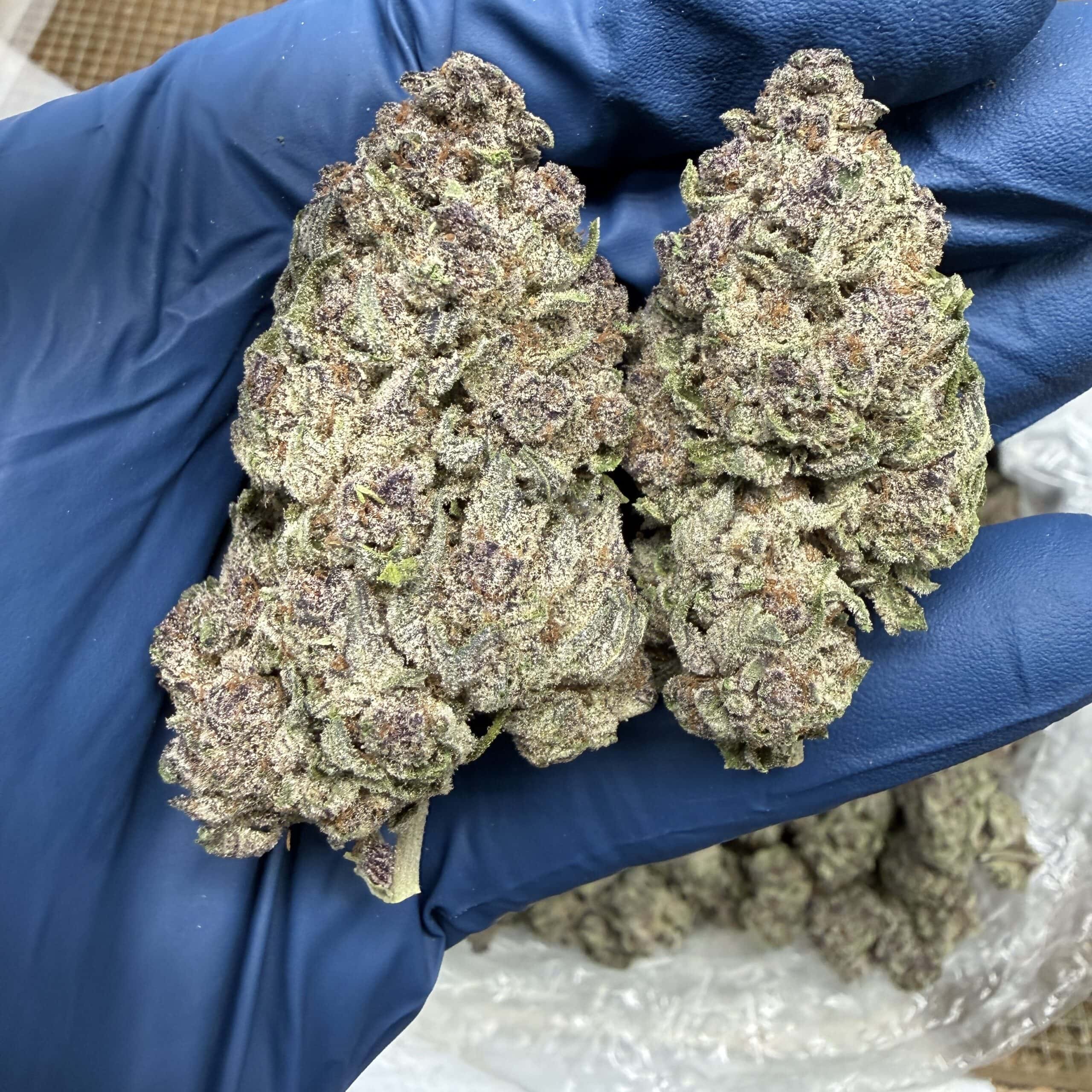 No Drama Llama THCA Flower for Sale