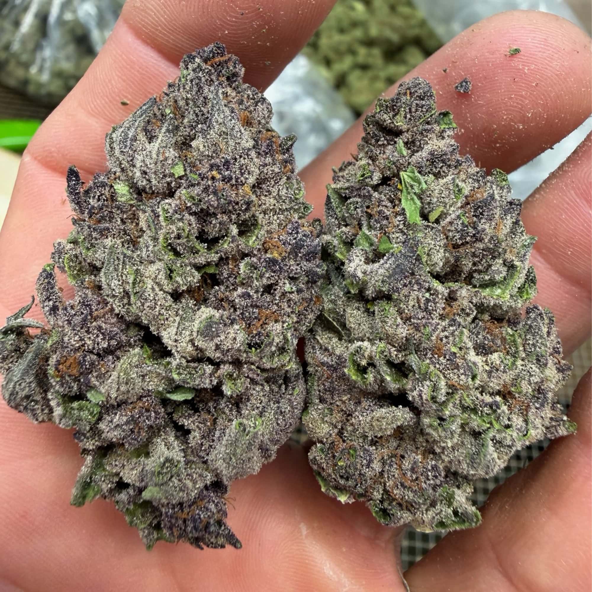 No Drama Llama THCA Flower for Sale