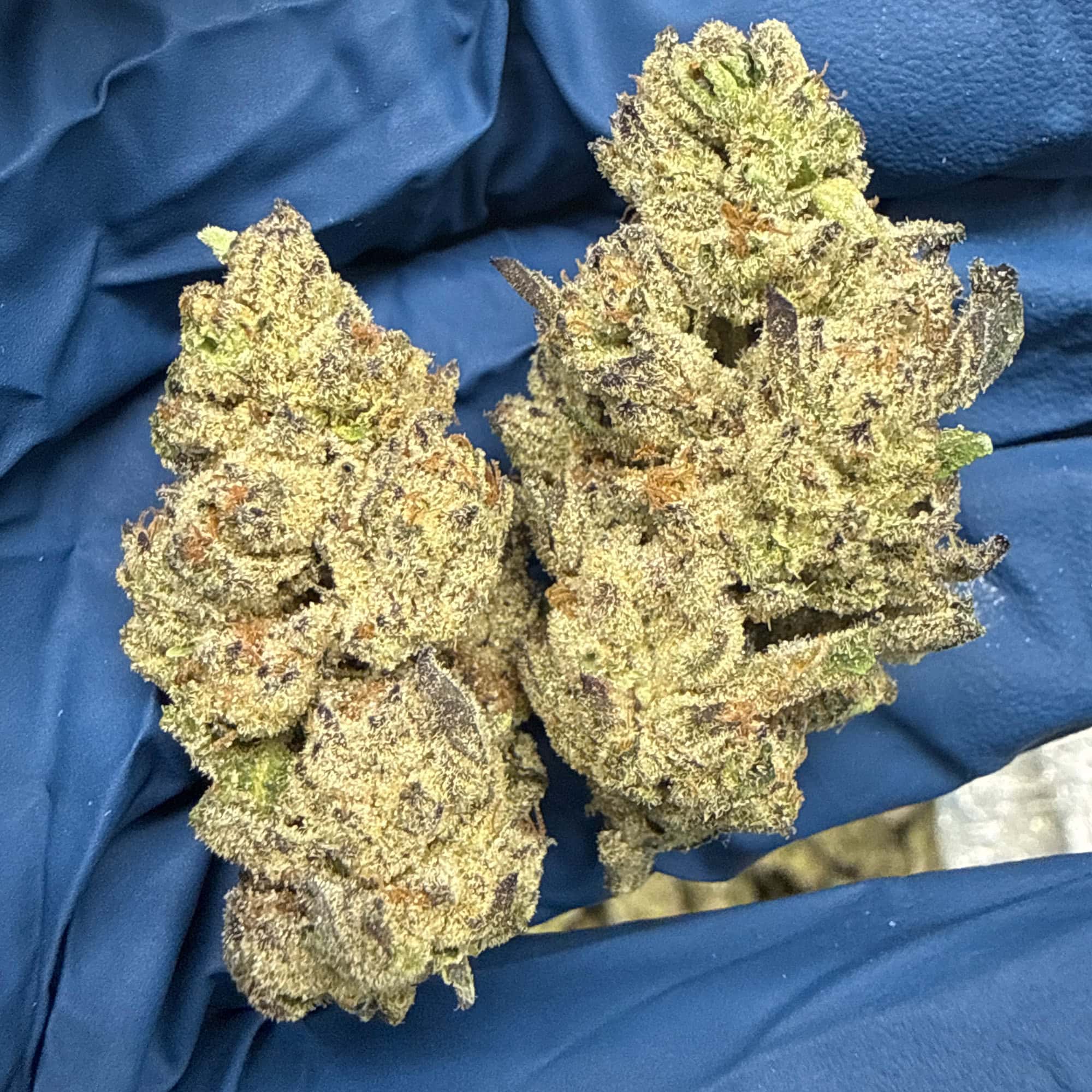 Oreoz THCA Flower for Sale