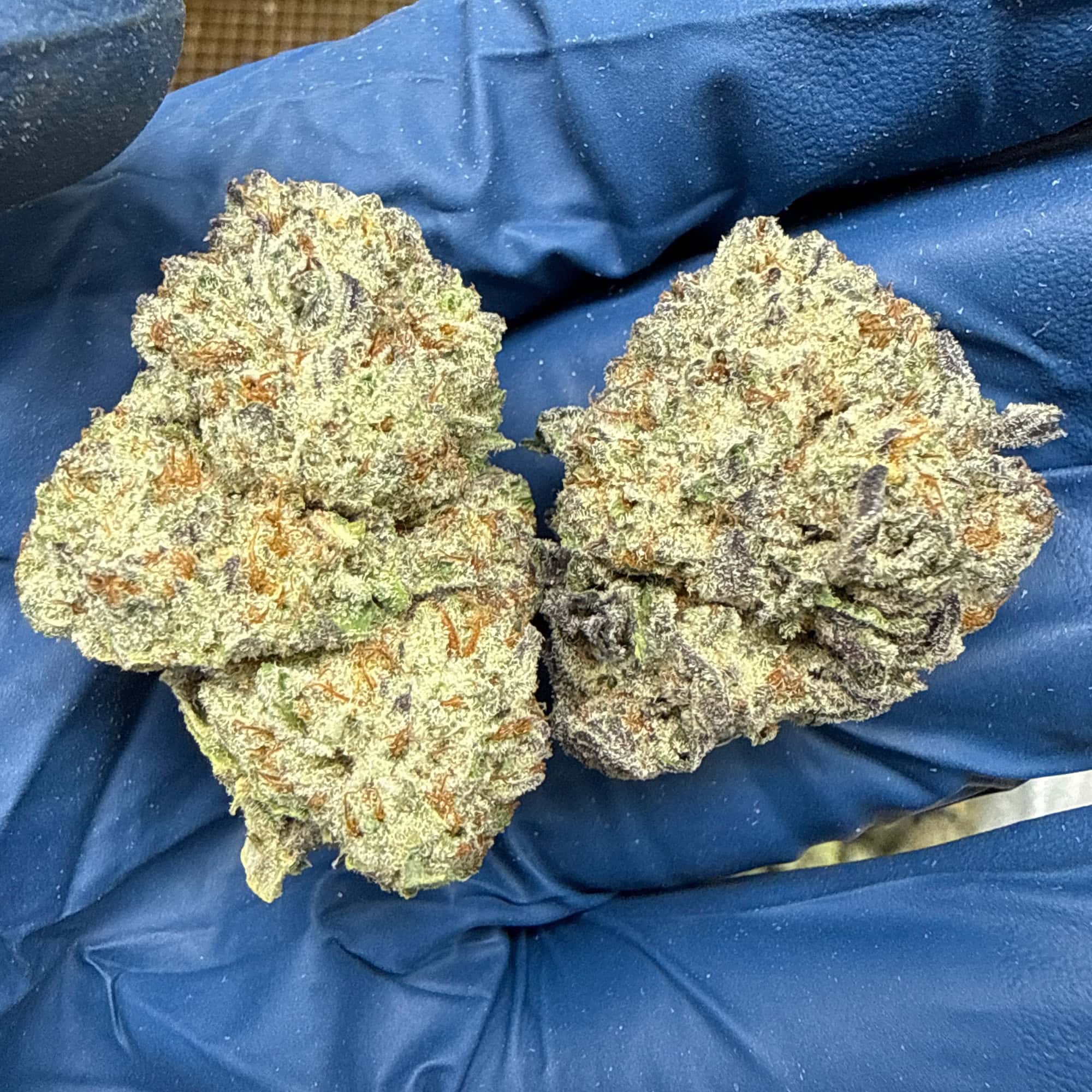 Oreoz THCA Flower for Sale
