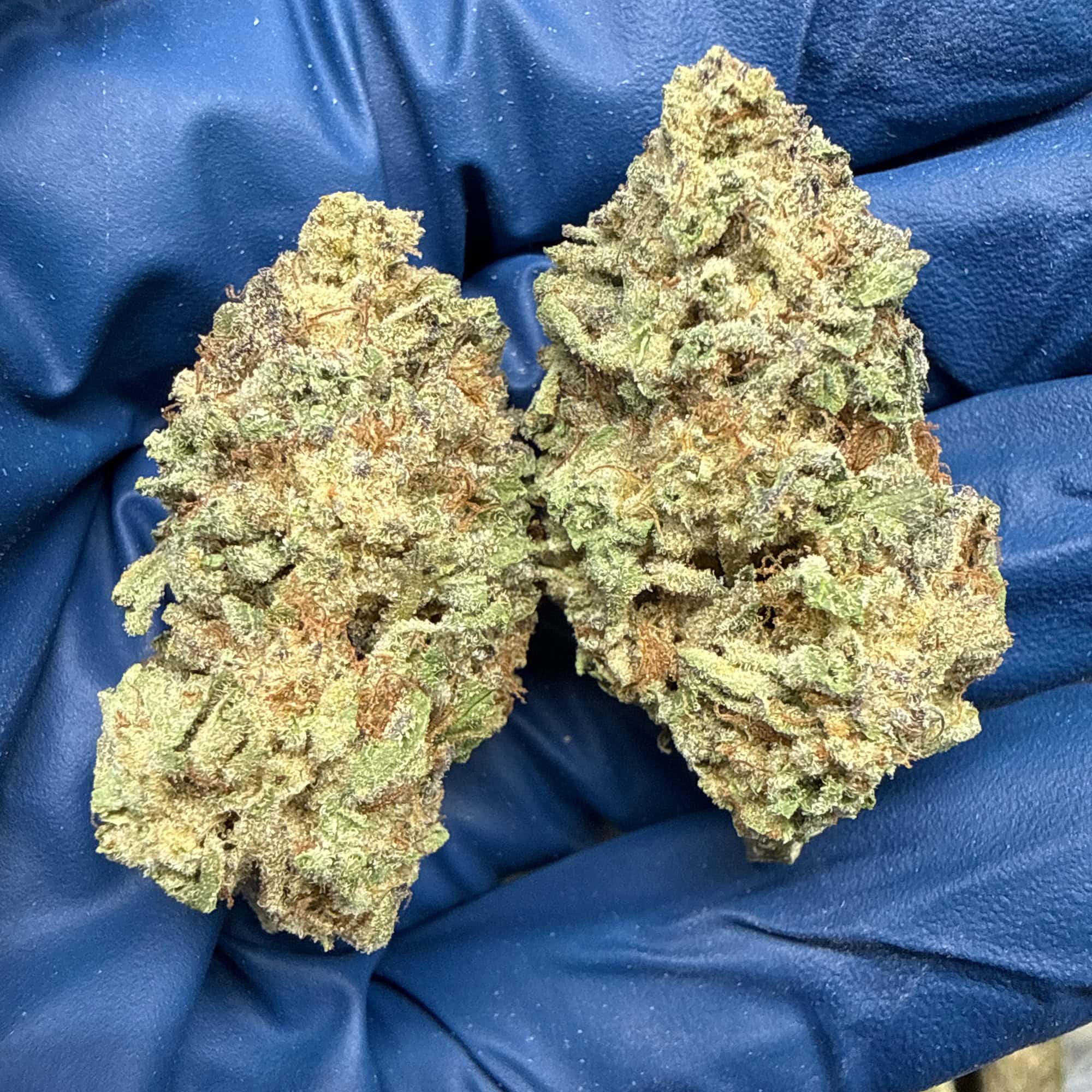 Pineapple OG THCA Flower for Sale