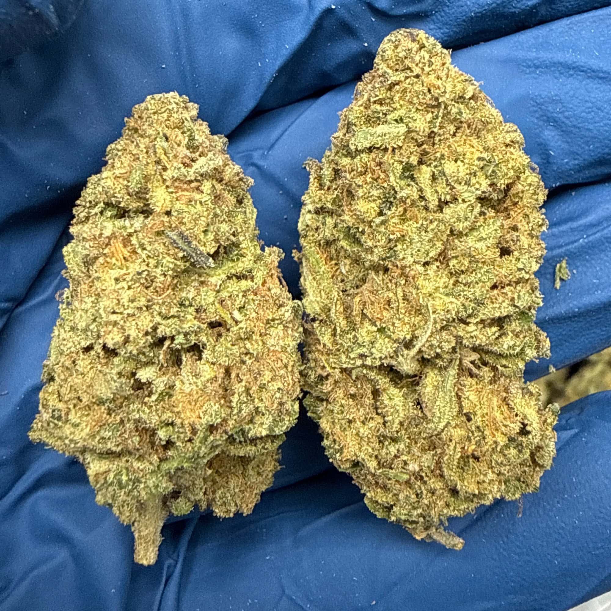 Pineapple OG THCA Flower