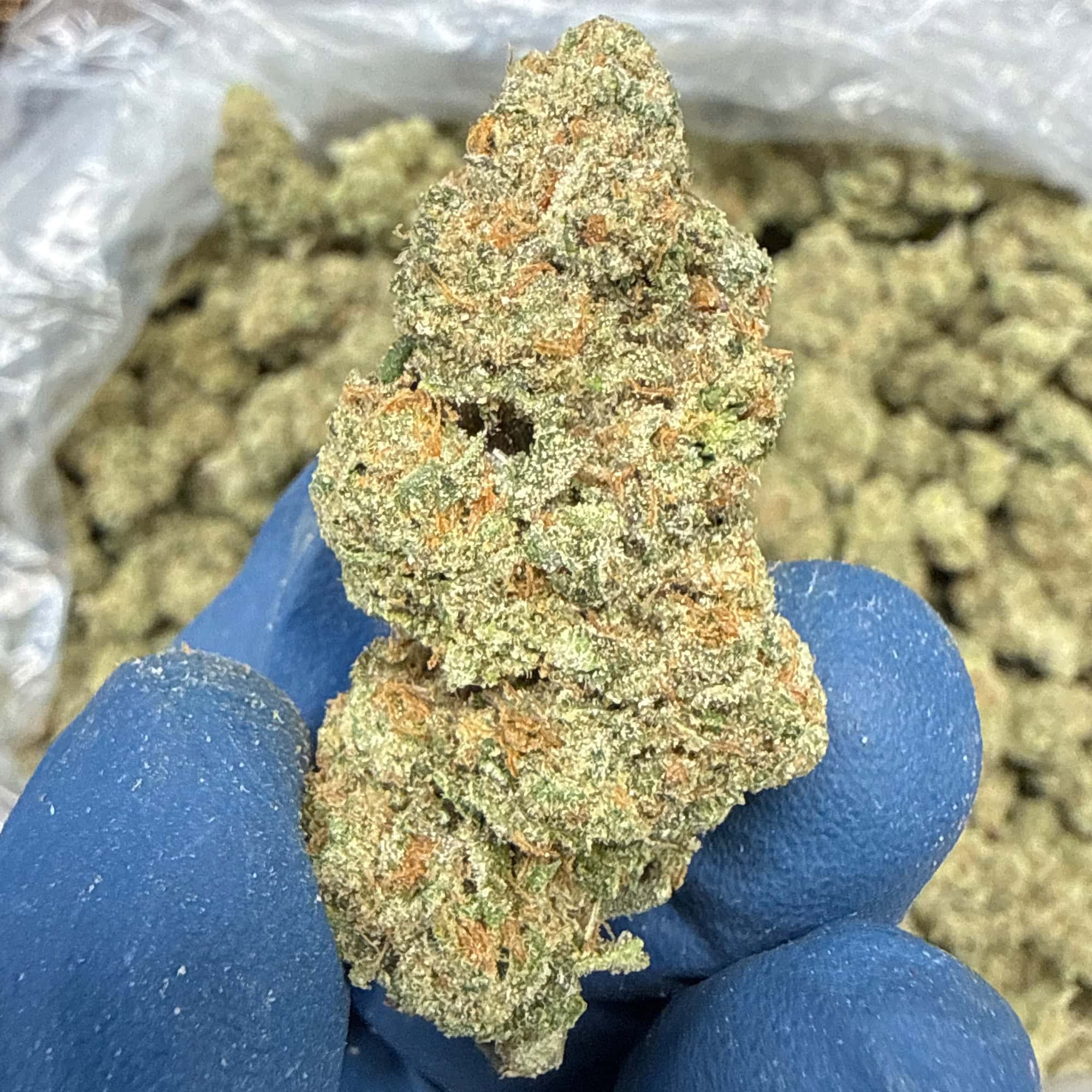 Quarantine Kush THCA Flower Pounds