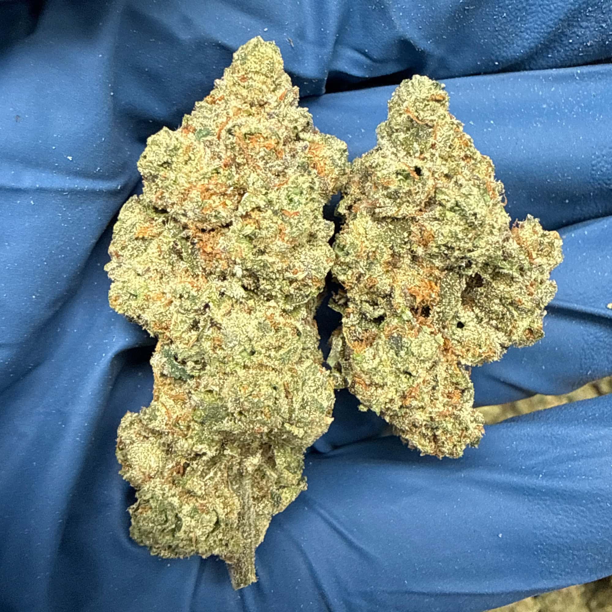 Quarantine Kush THCA Flower for Sale