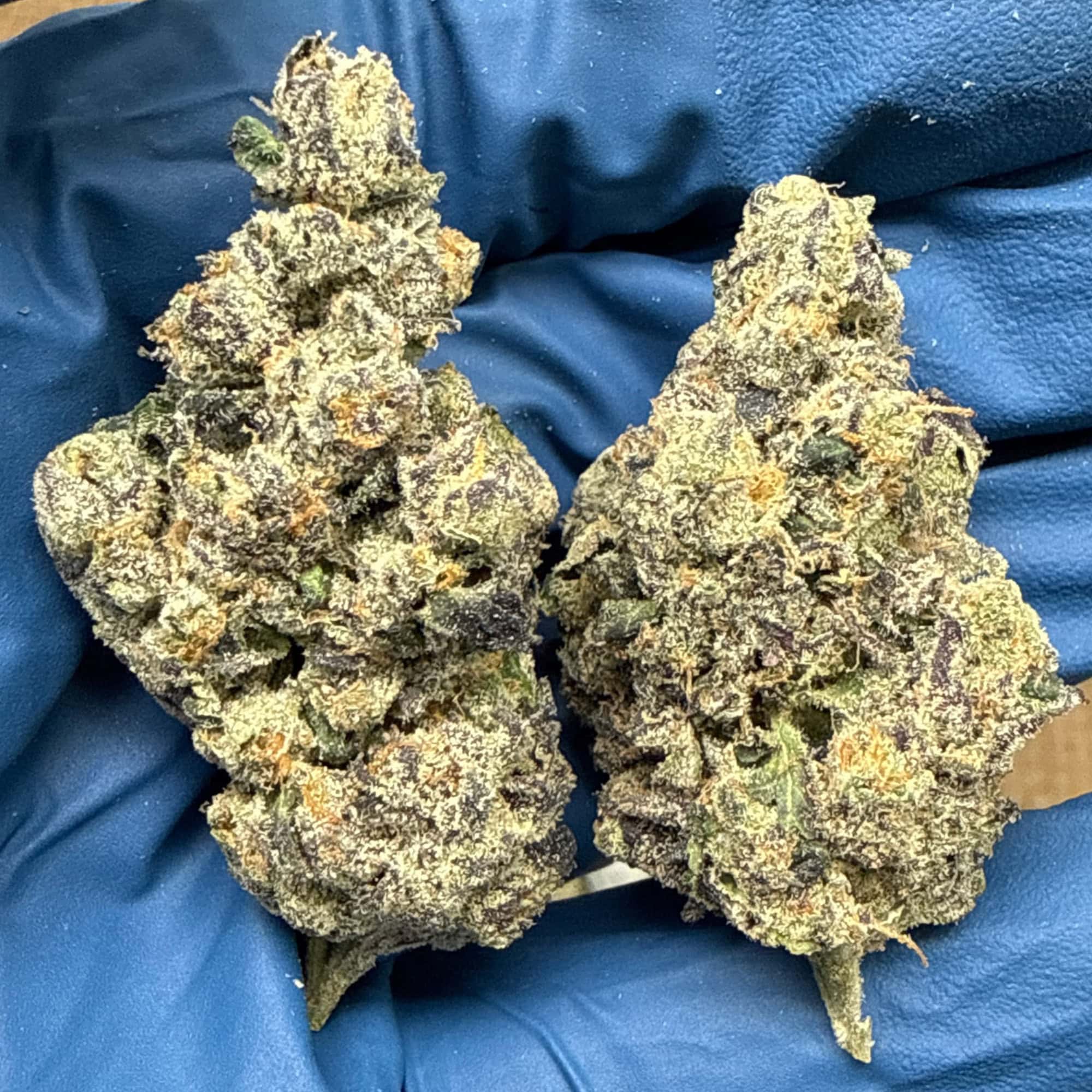 Sour Diesel THCA Flower for Sale