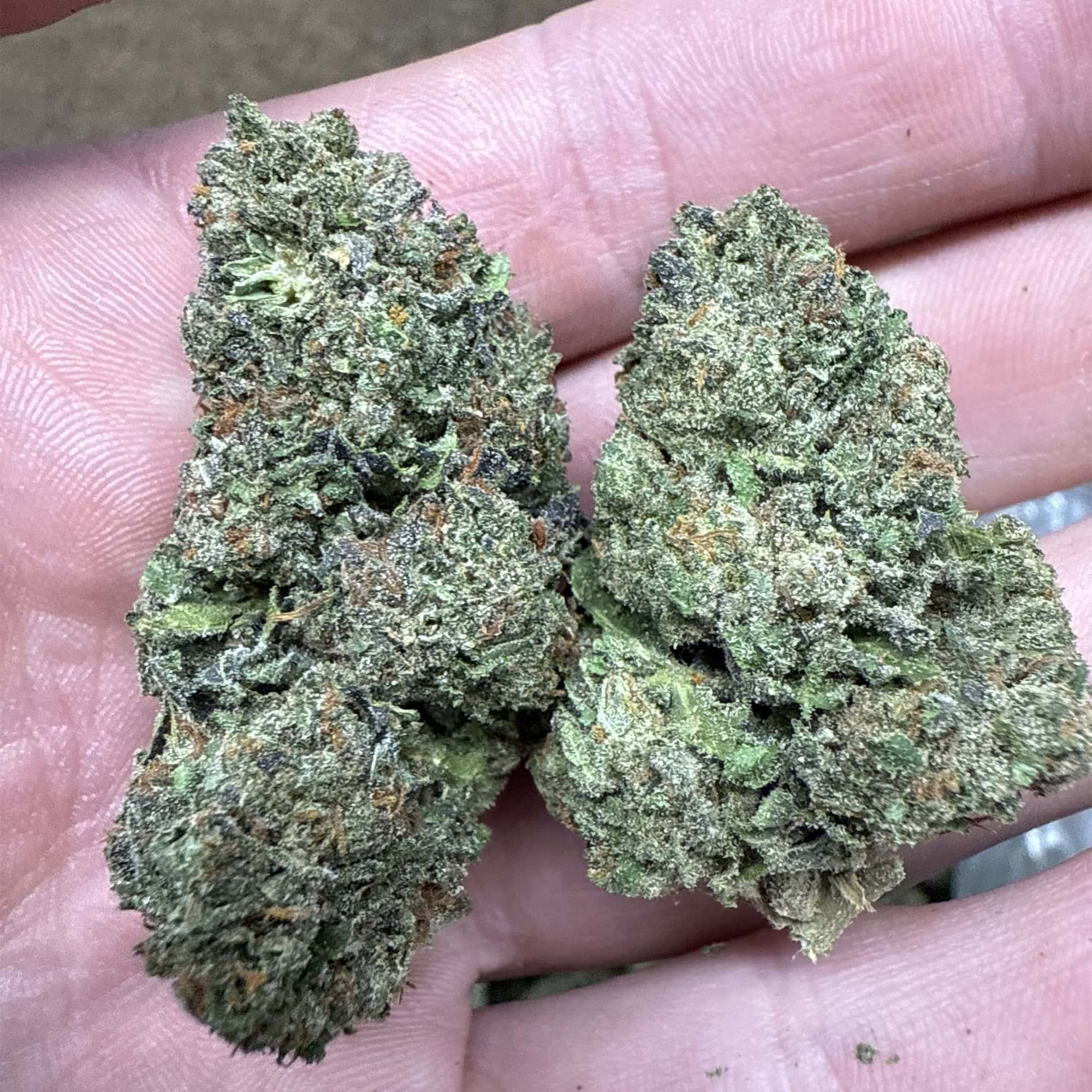 Girl Scout Cookies THCA Flower Pounds