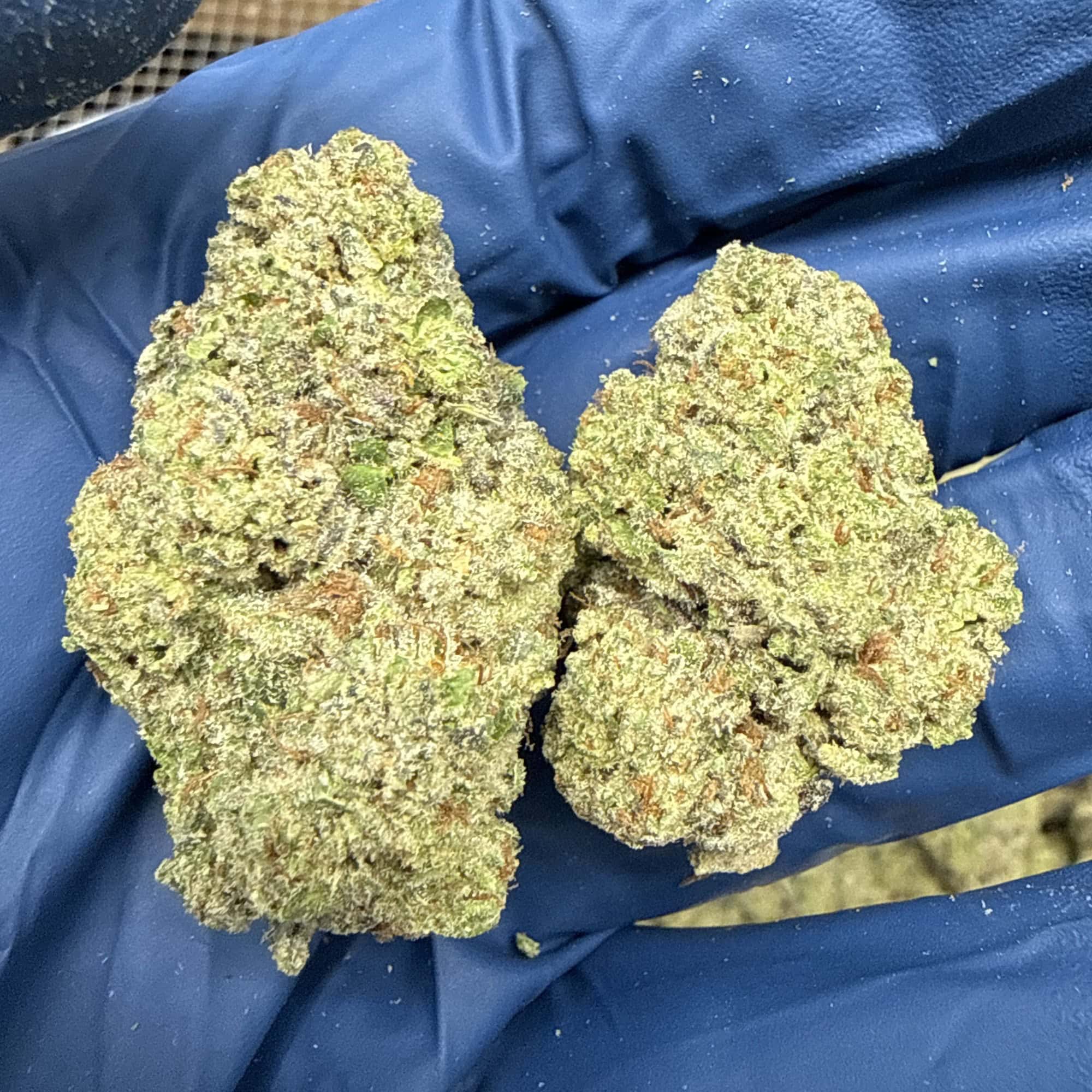 Girl Scout Cookies THCA Flower for Sale