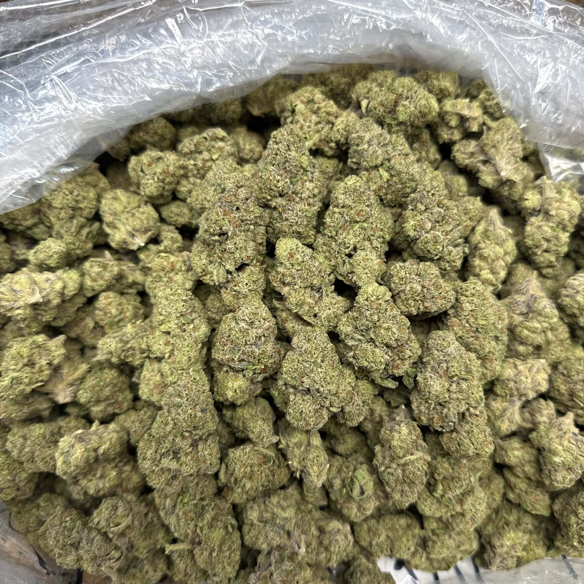 Girl Scout Cookies Cheap THCA Flower Pounds