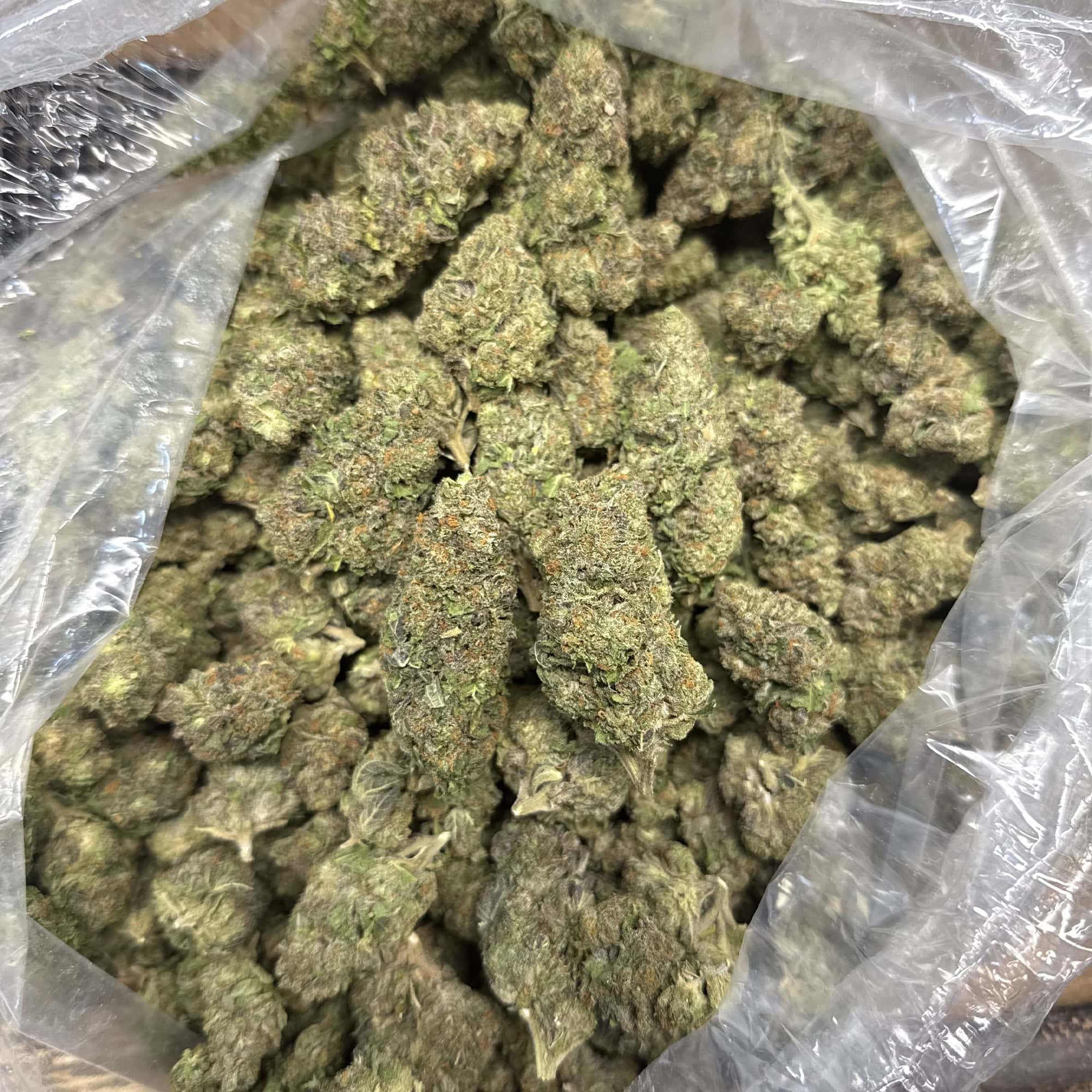 Girl Scout Cookies THCA Flower Wholesale Bulk
