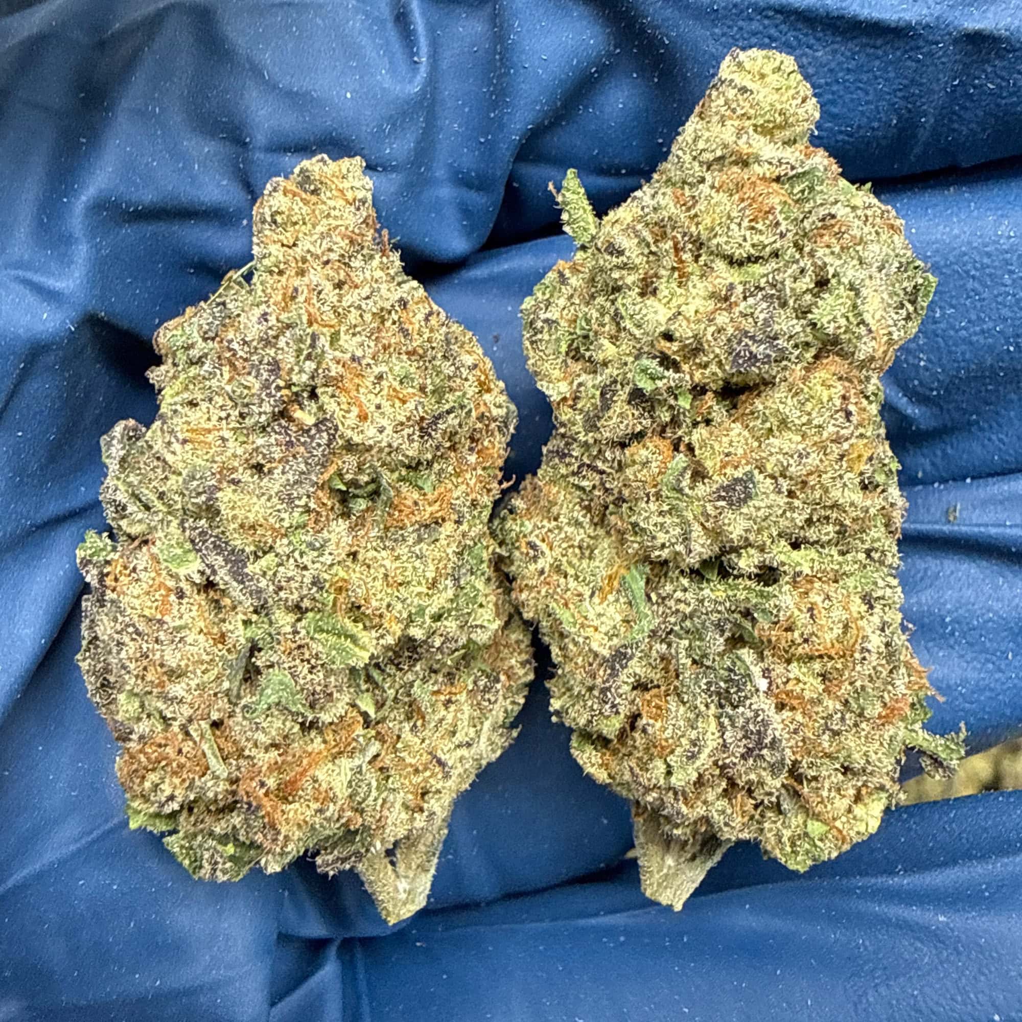 Rudeboi OG THCA Flower for Sale