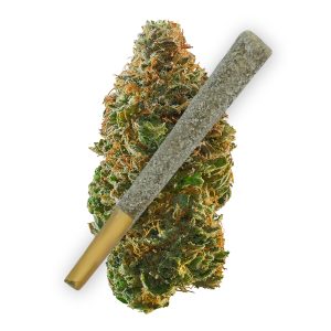 Tropic Thunder THCA Preroll Joints