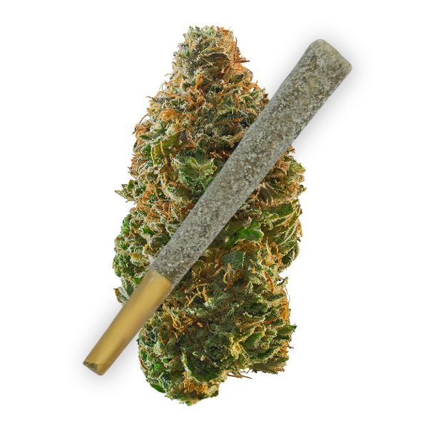 Tropic Thunder THCA Preroll Joints