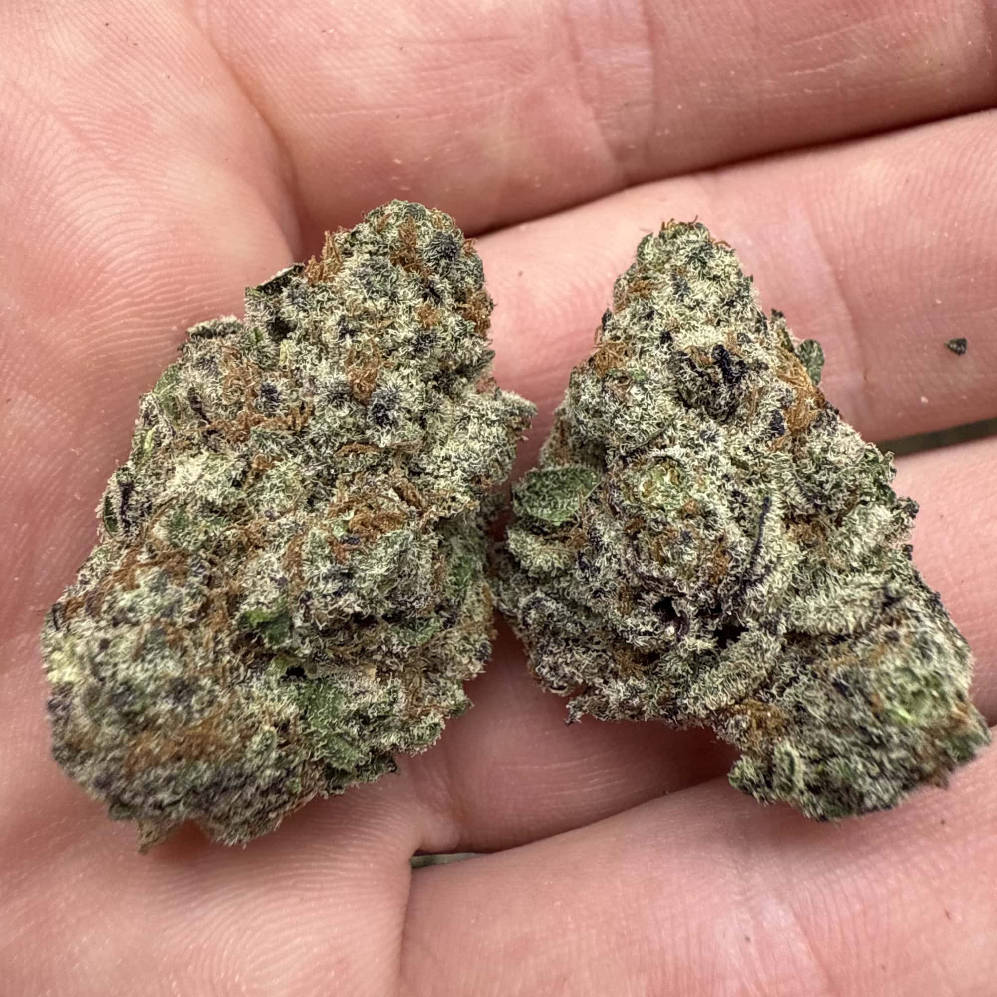 Blueberry THCA Flower For Sale