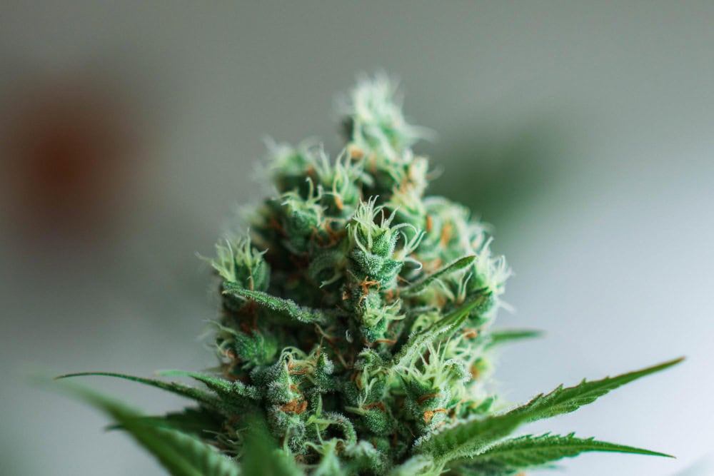 Is THCA flower synthetic