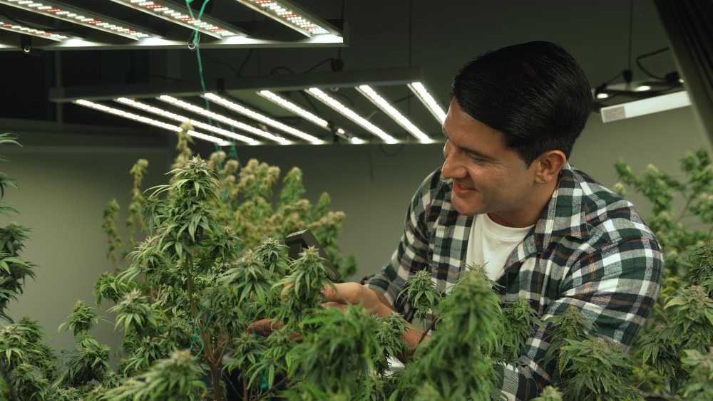 Cultivating THCA Flower with LED Lights
