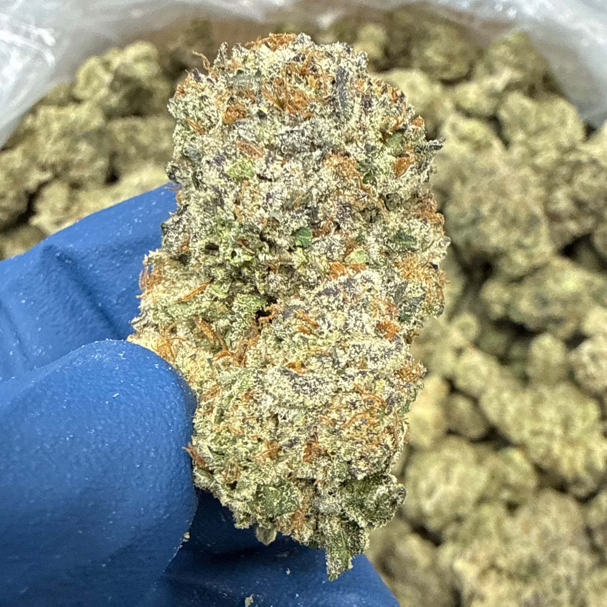 Gelato 45 THCA Flower For Sale