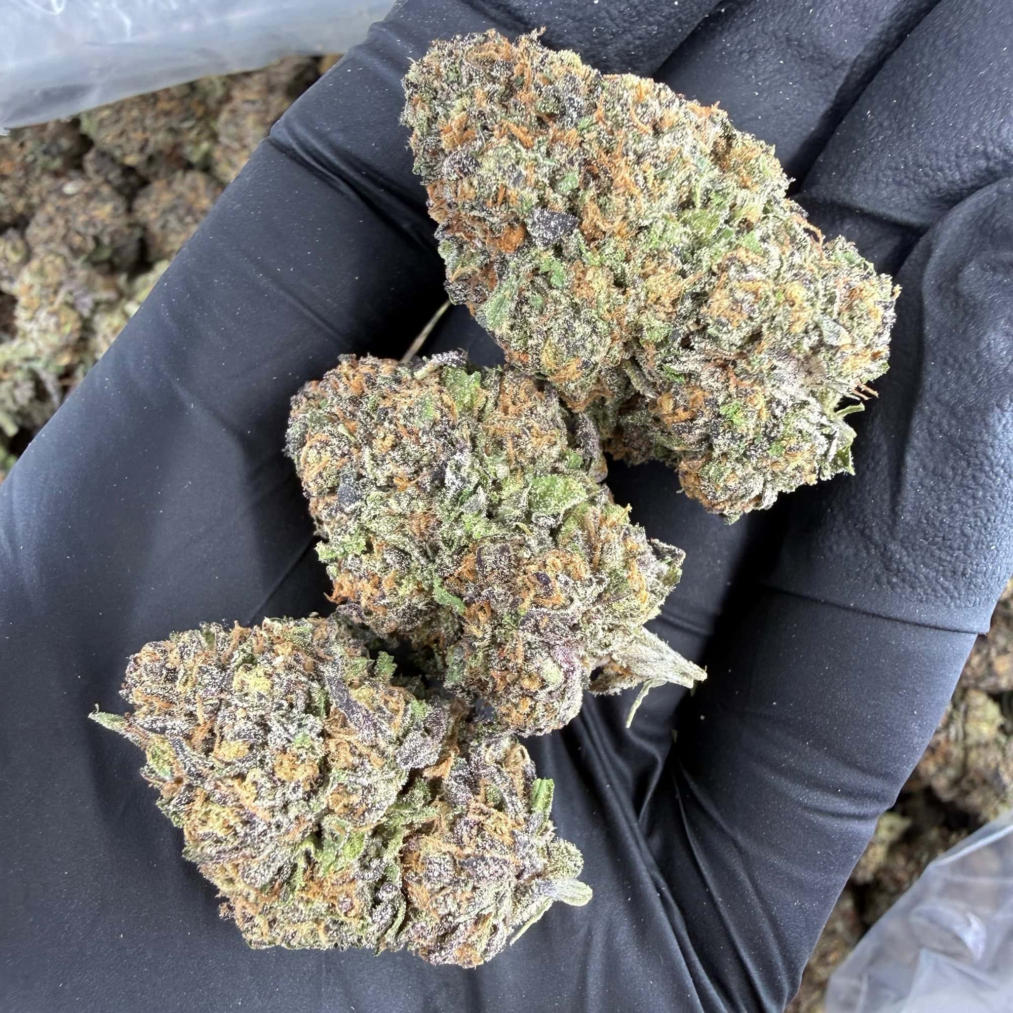 Glitter Bomb Cheap THCA Flower Pounds