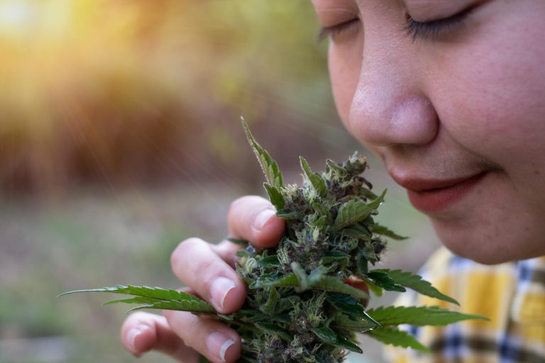 How Is THCA Flower Made?