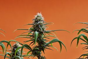 How to Decarb THCA Flower