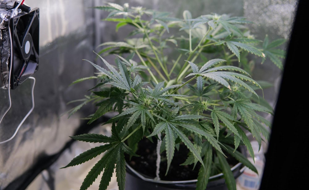 THCA Flower Light Cycles