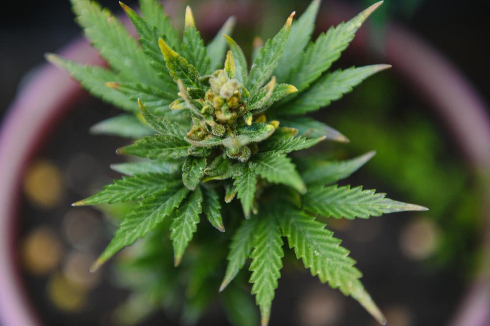 THCA Flower Growing Indoors