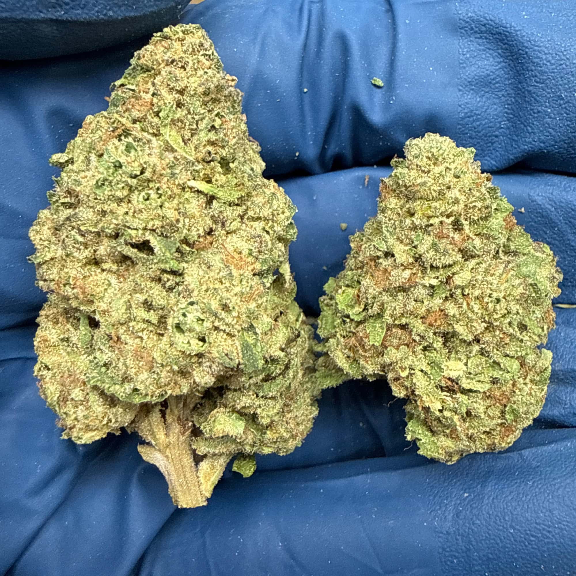 RS11 THCA Flower for Sale