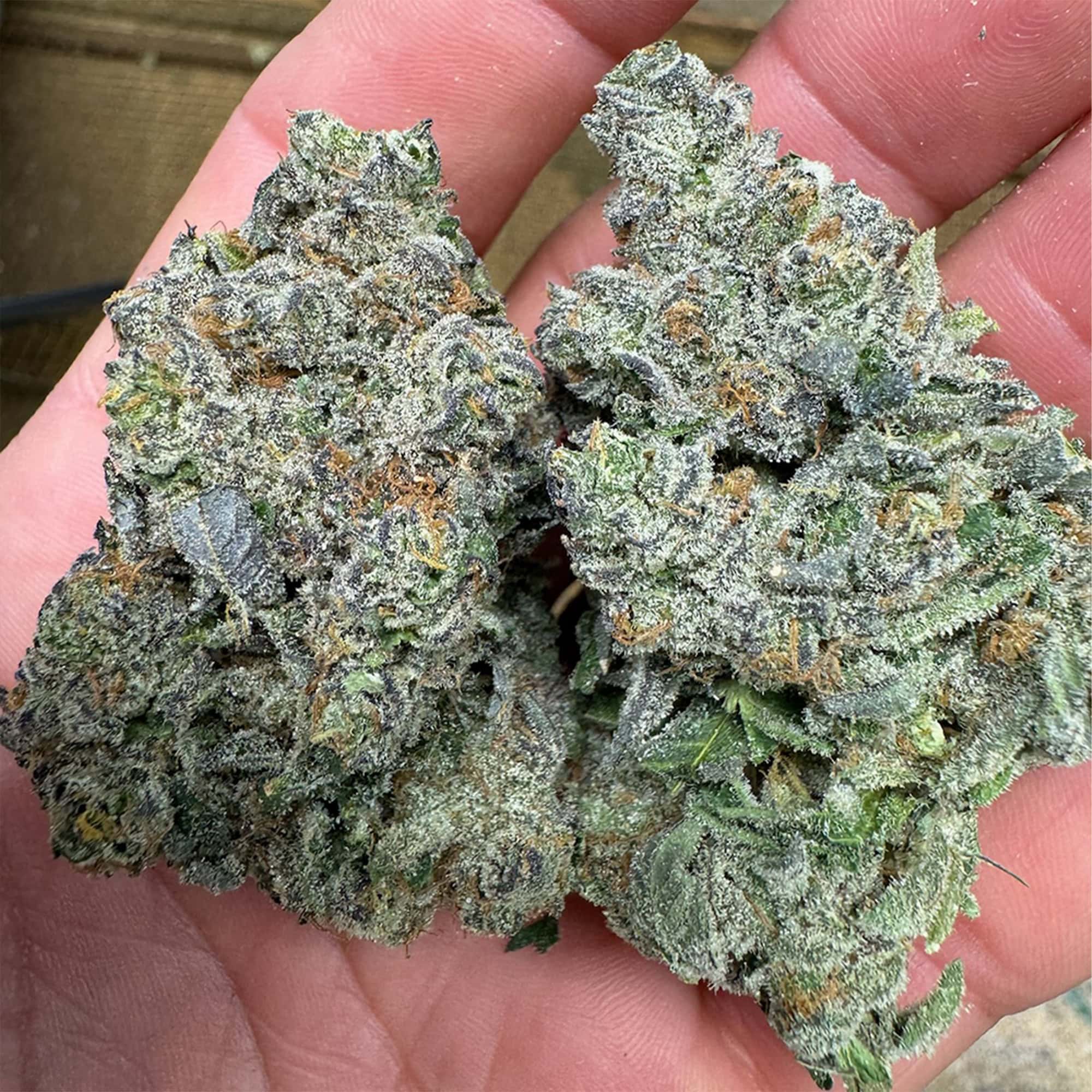 Guava Cookies Exotic THCA Flower