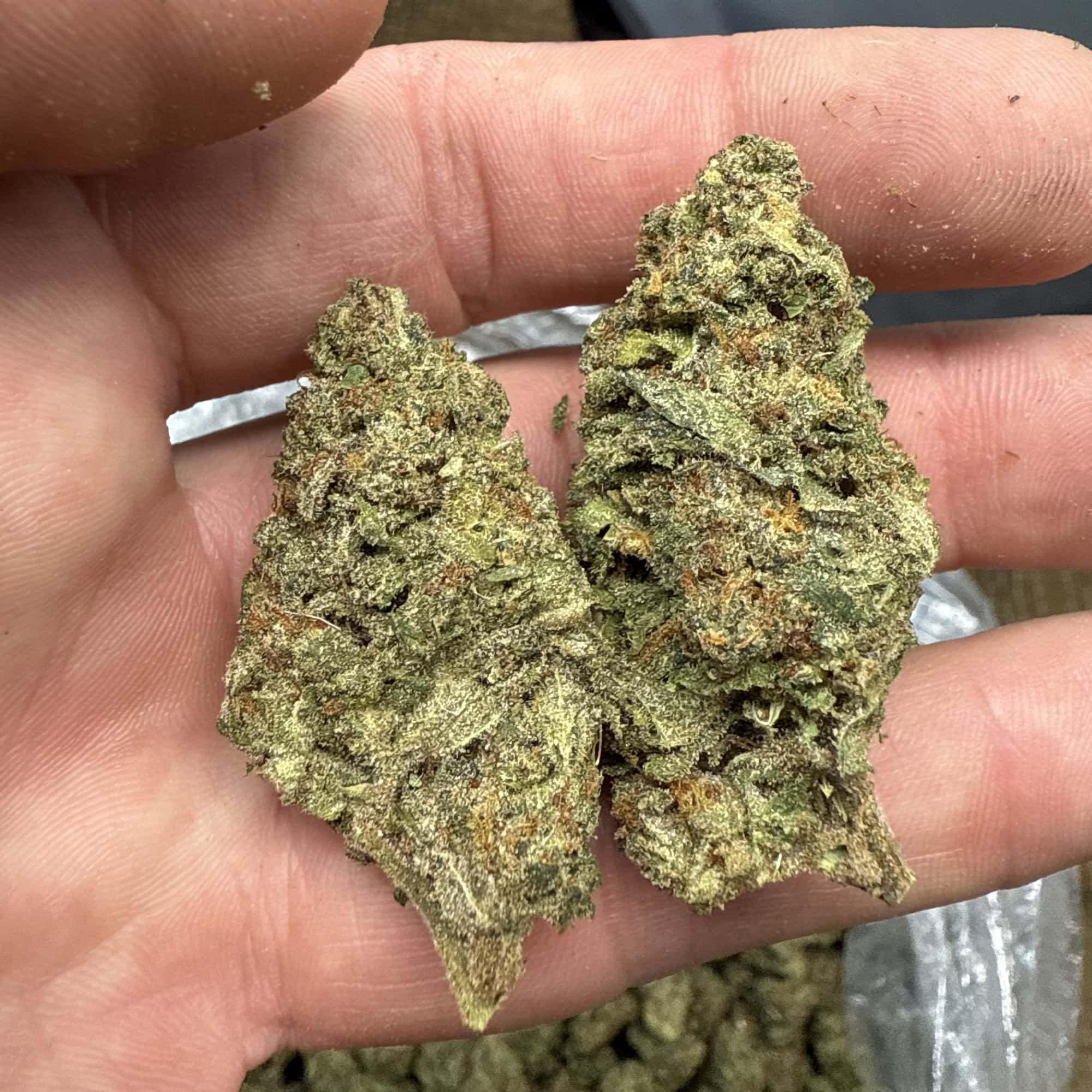 Grape Ape THCA Flower Cheap Pounds