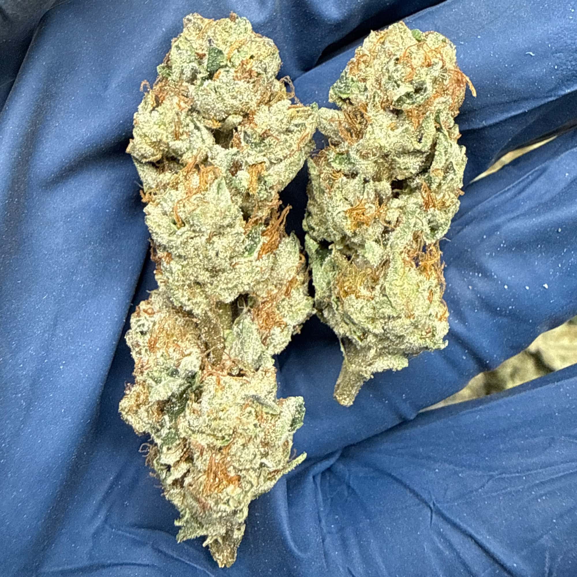 Kush Mintz THCA Flower Ounces and Pounds