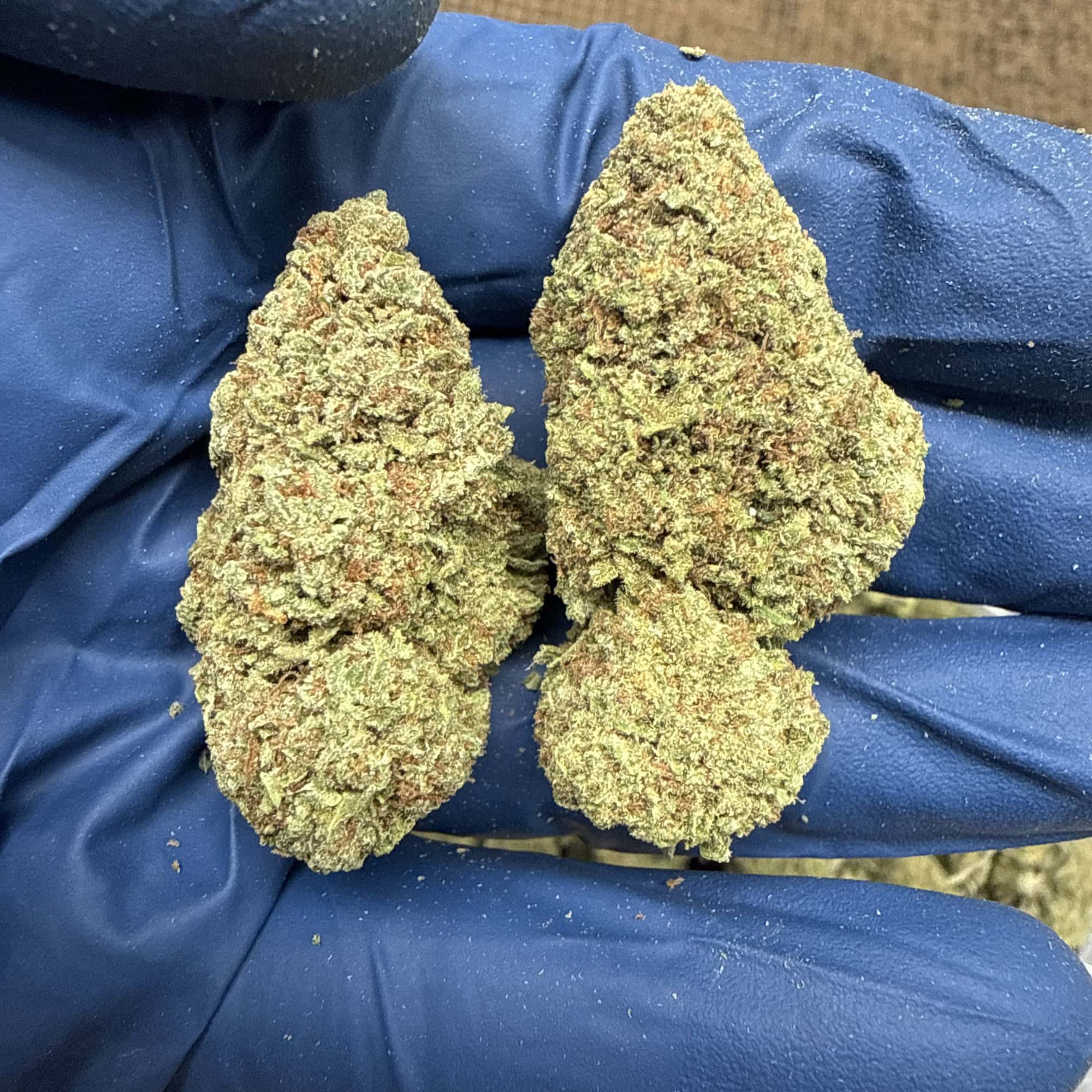 Kush Mintz THCA Flower Ounces and Pounds