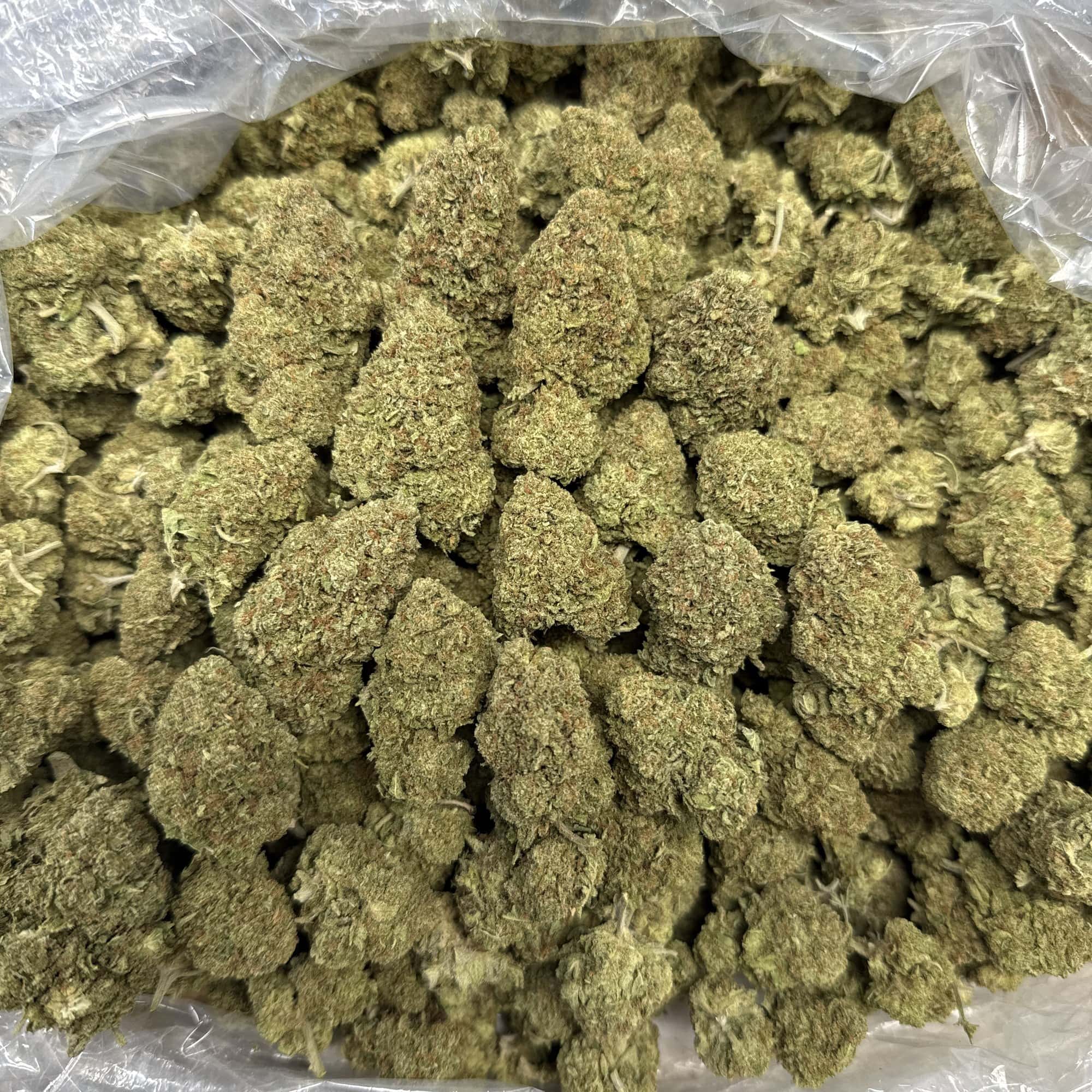 Kush Mintz THCA Flower for Sale