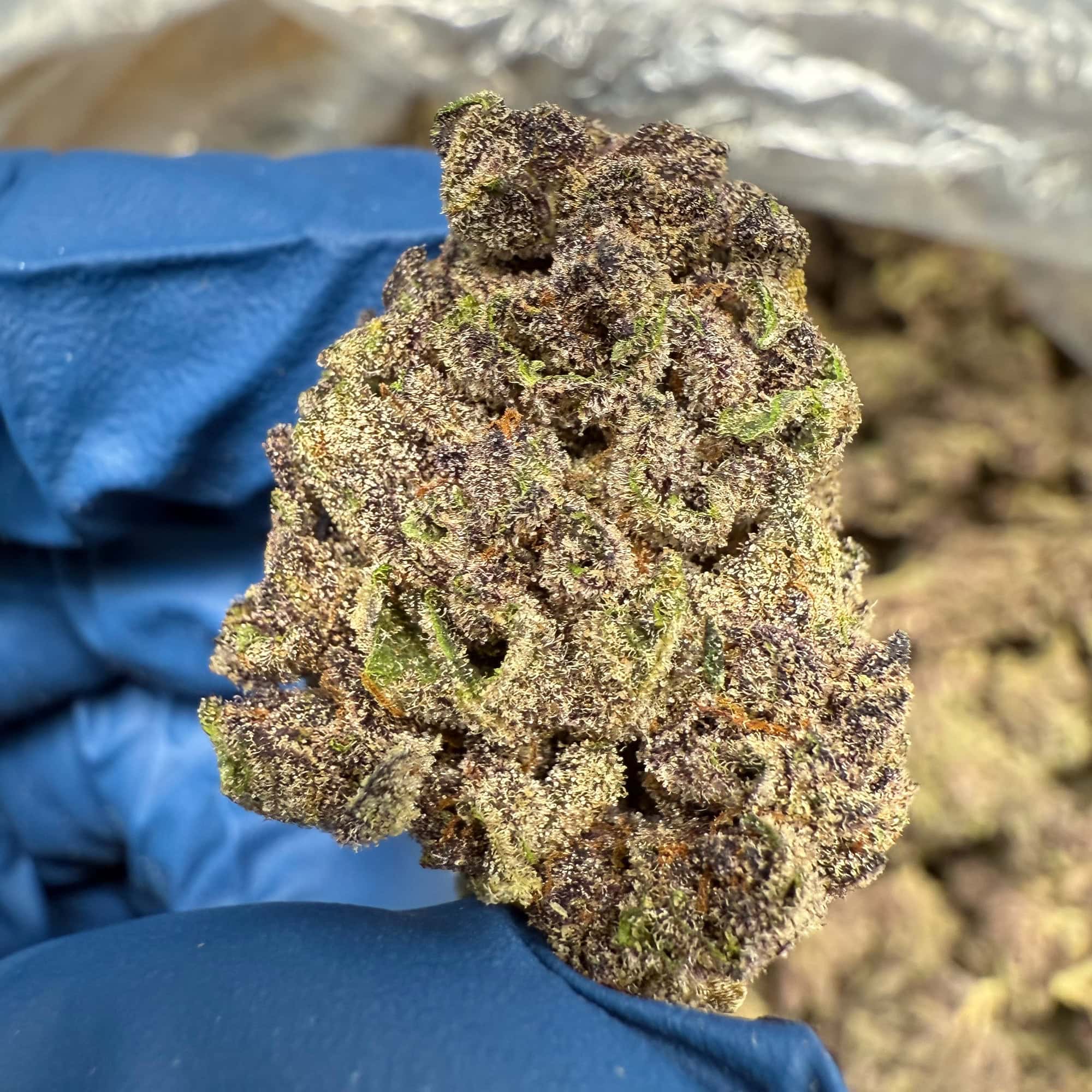 Gorilla Skunk Strain THCA Flower