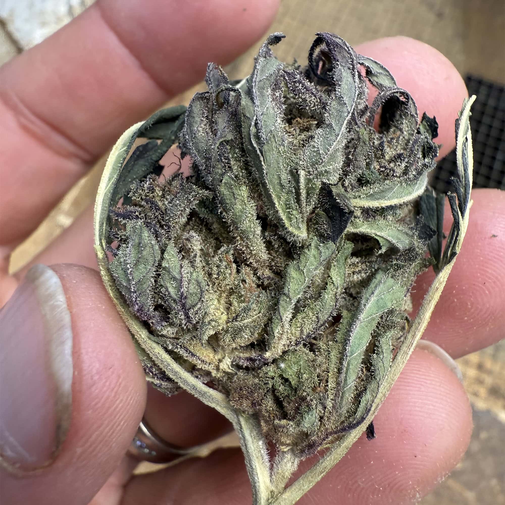 Guava Tartz THCA Flower