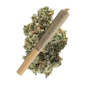 Jet Fuel THCA Pre Rolls Bulk