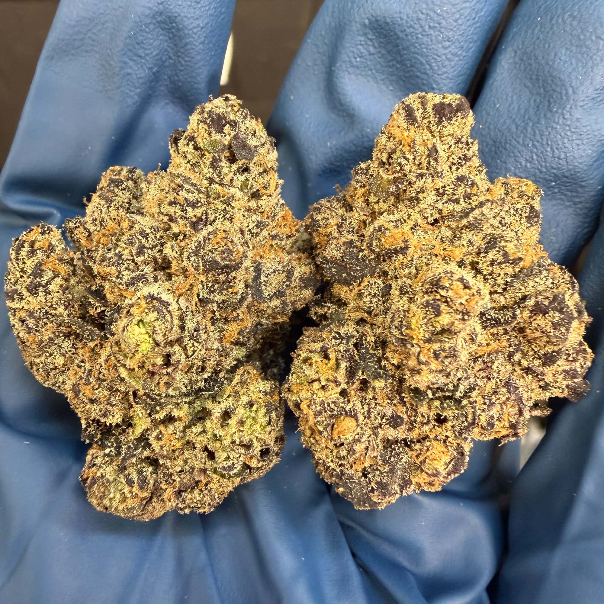 Churro Gelato THCA Flower for Sale