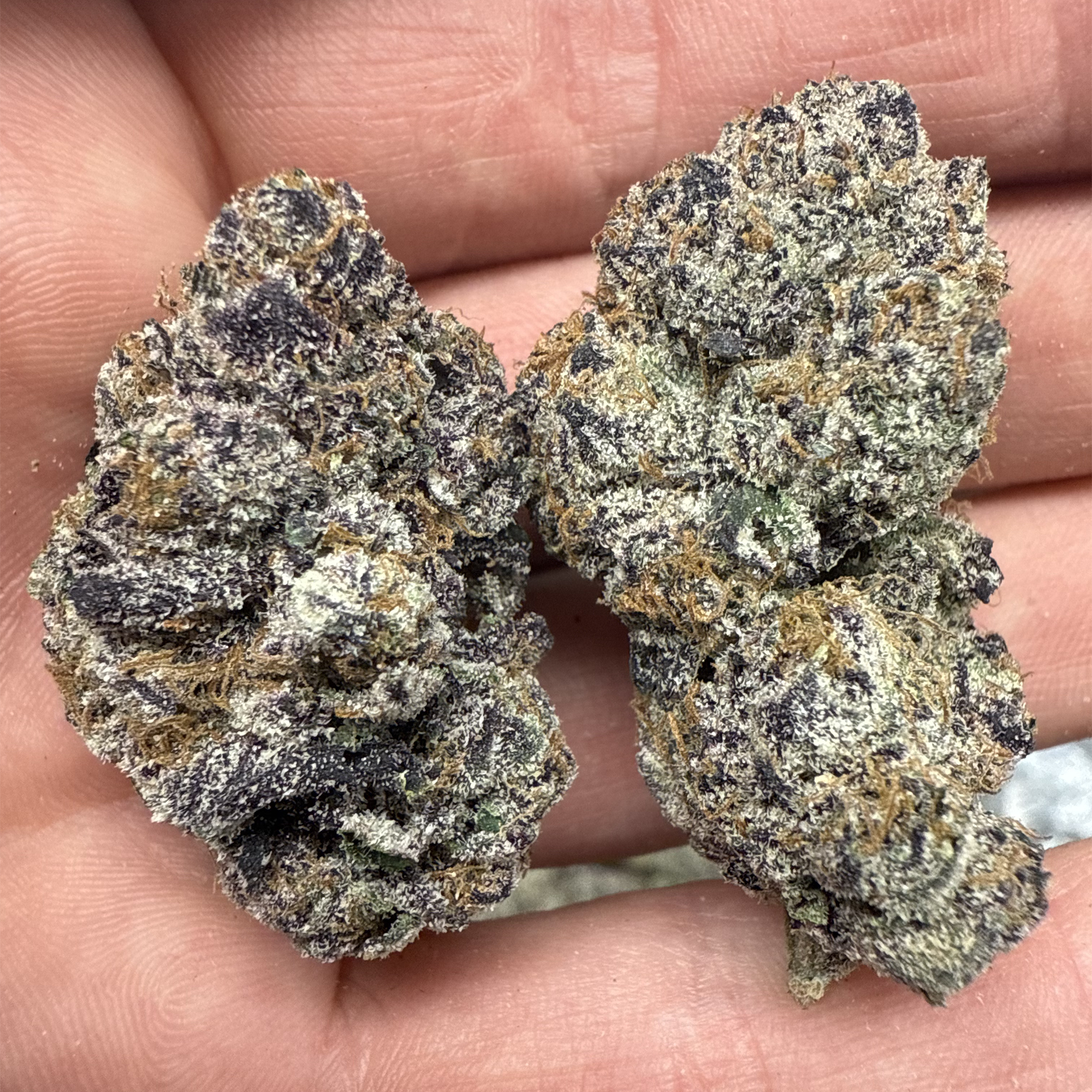 Gary Runtz THCA Flower Pounds for Sale