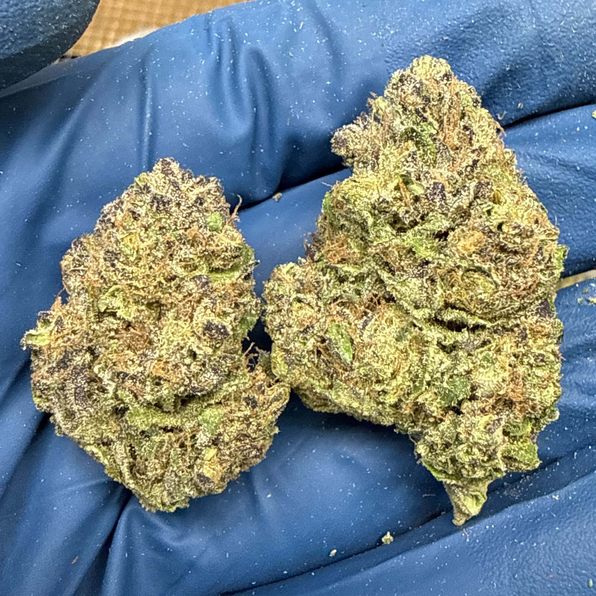 Hella Jelly Cheap THCA Flower Pounds