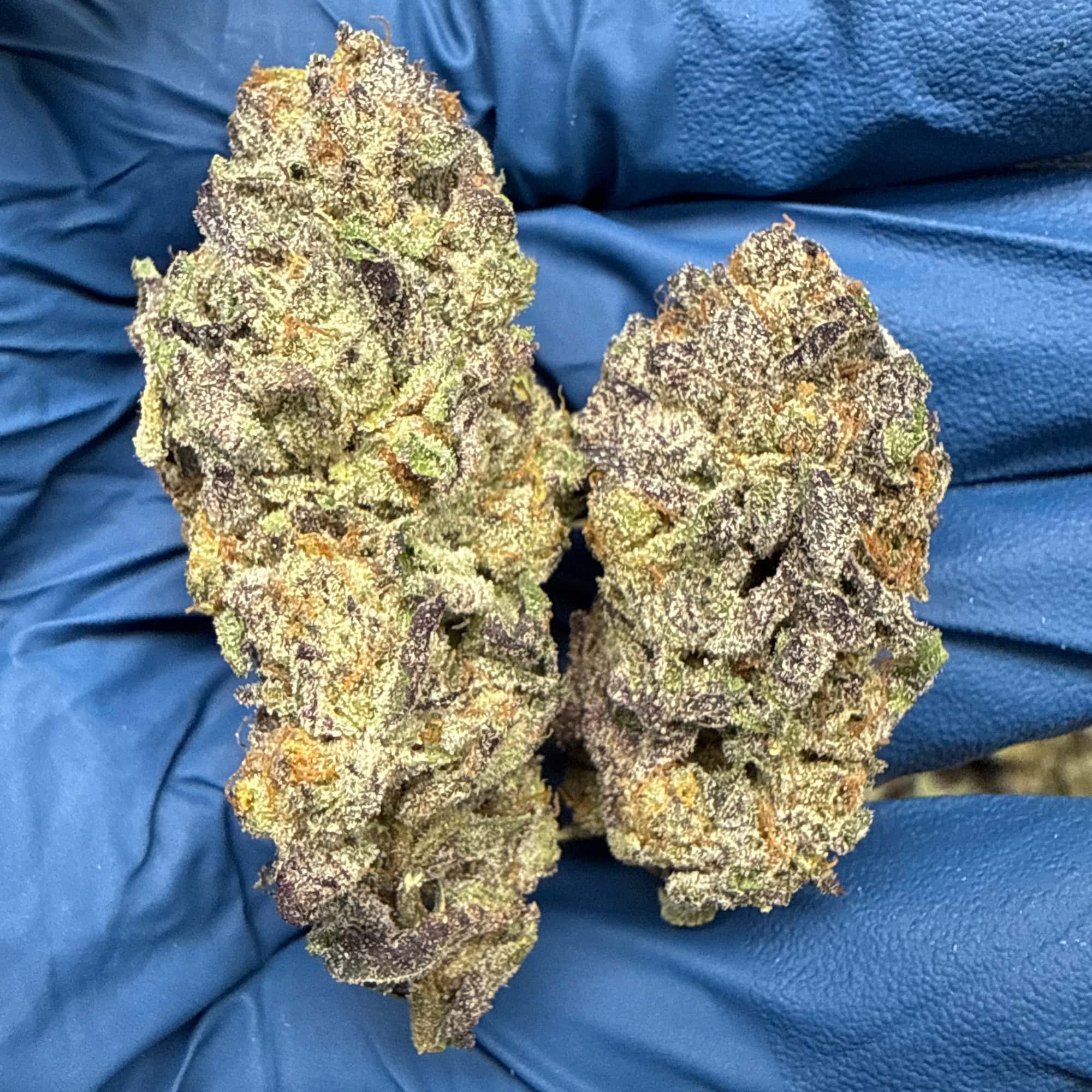 Black Amber THCA Flower for Sale