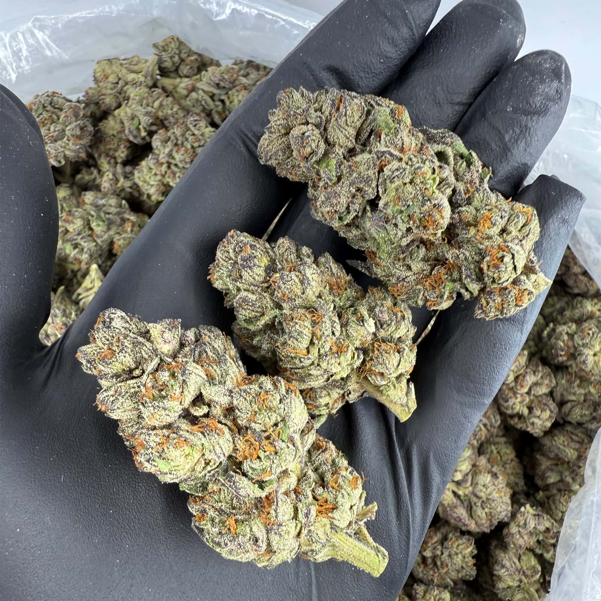 Black Amber THCA Flower Bulk Pounds