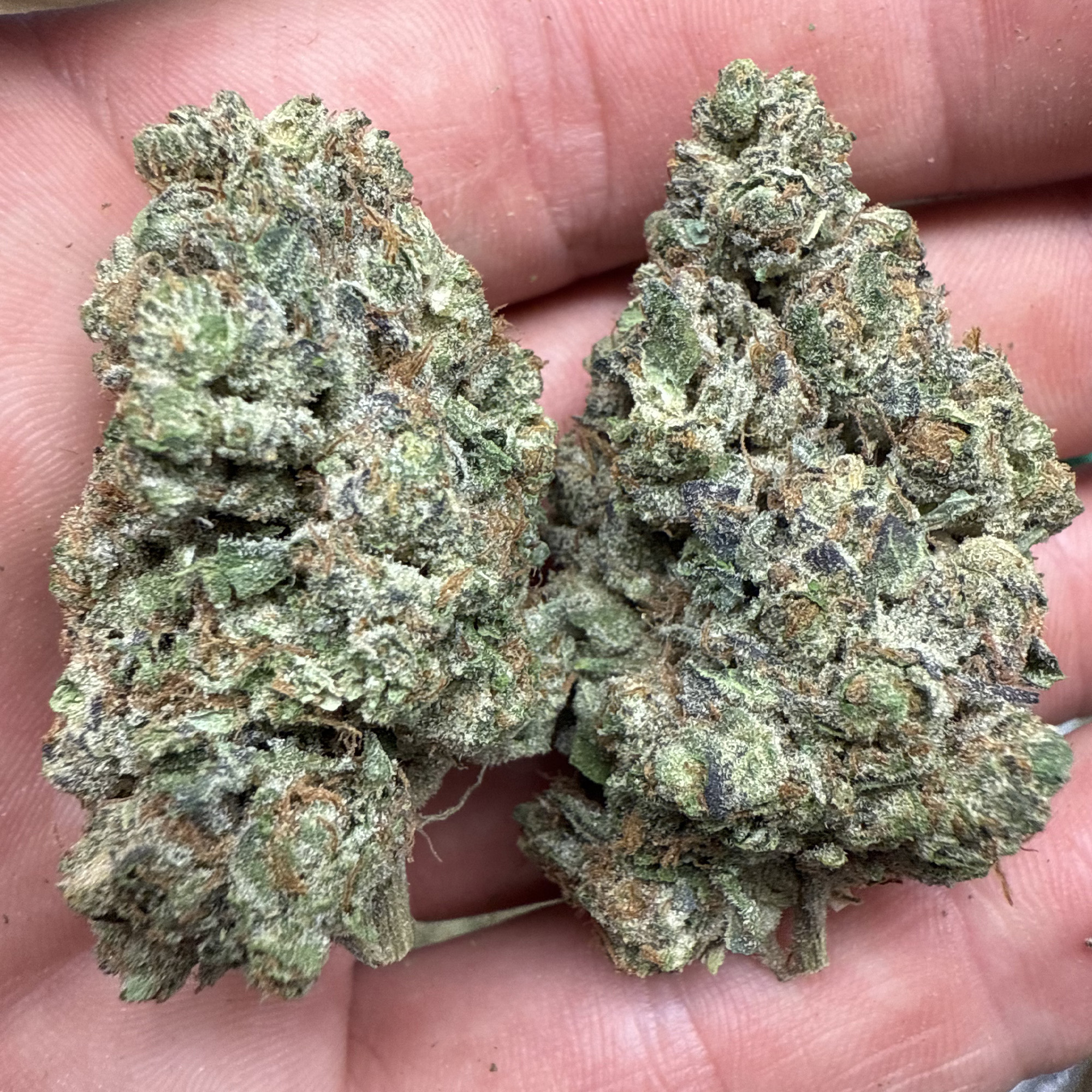 Wedding Cake THCA Flower Cheap Pounds