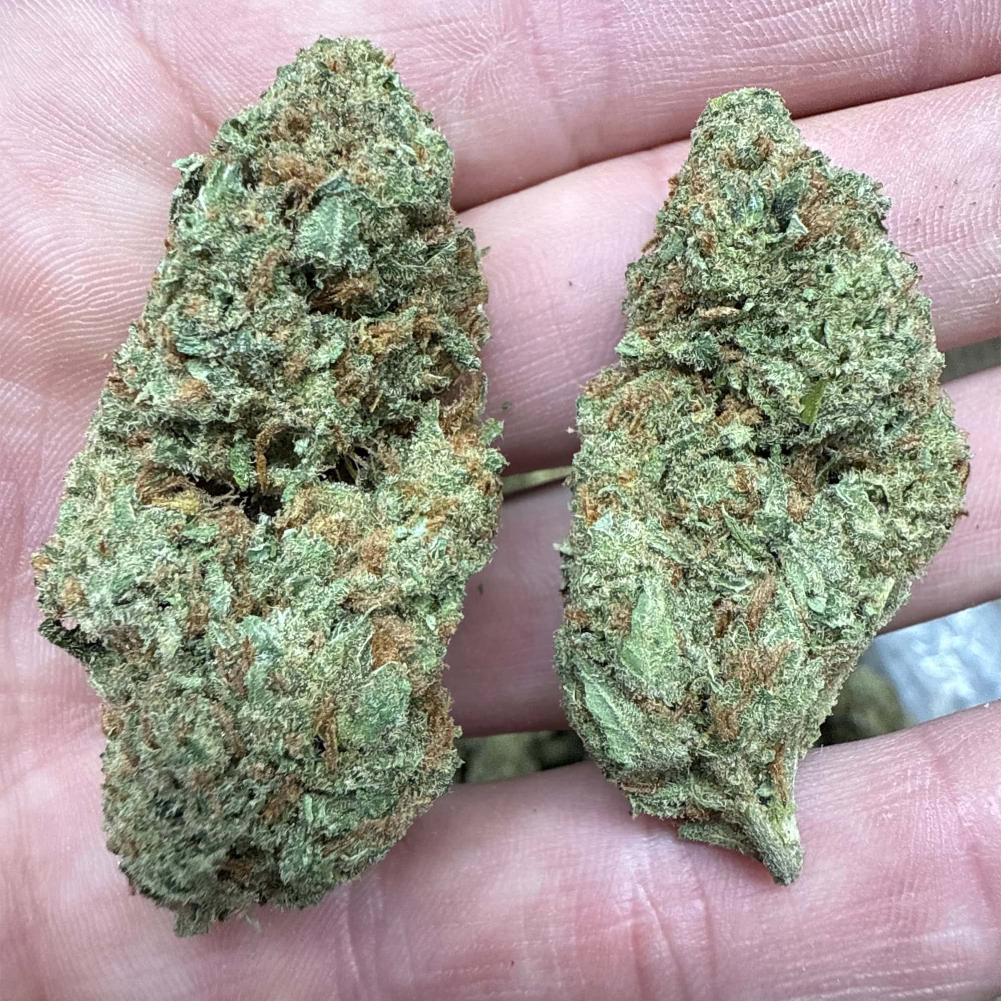 Super Silver Haze THCA Flower Wholesale Pounds